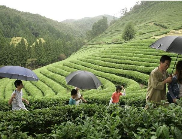 Darjeeling's green tea