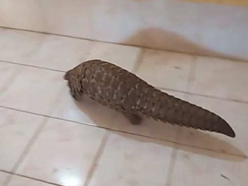 pangolin