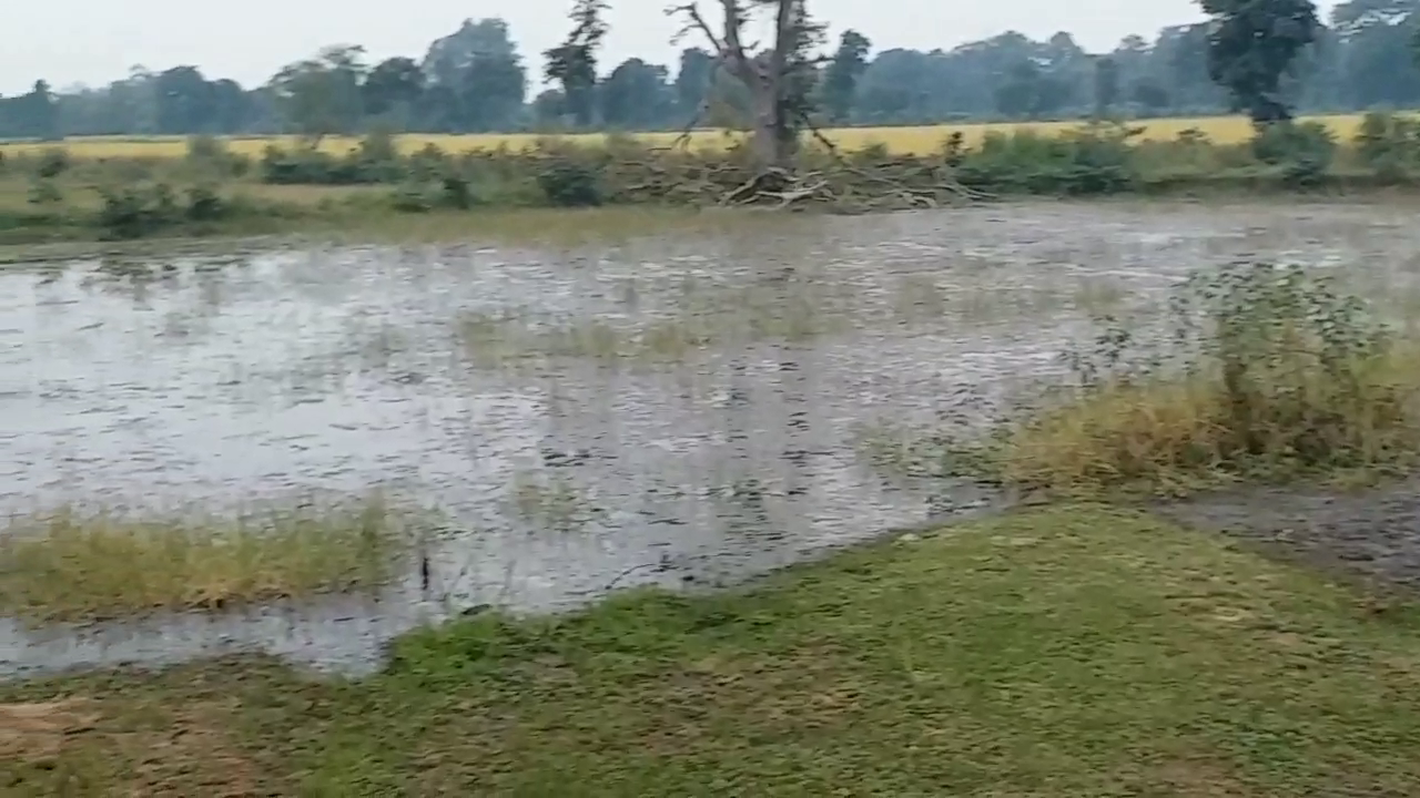 Filled water in farmers' fields