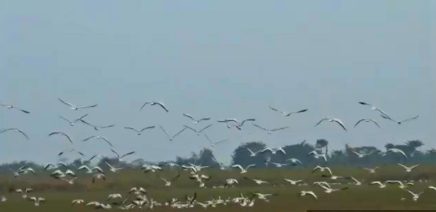 MIGRATORY BIRD COMES IN WINTER SEASON TO JORHAT , ASSAM