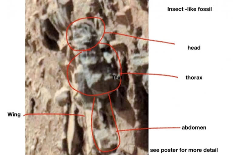 US Scientist Claims Photos Show Evidence Of Life On Mars