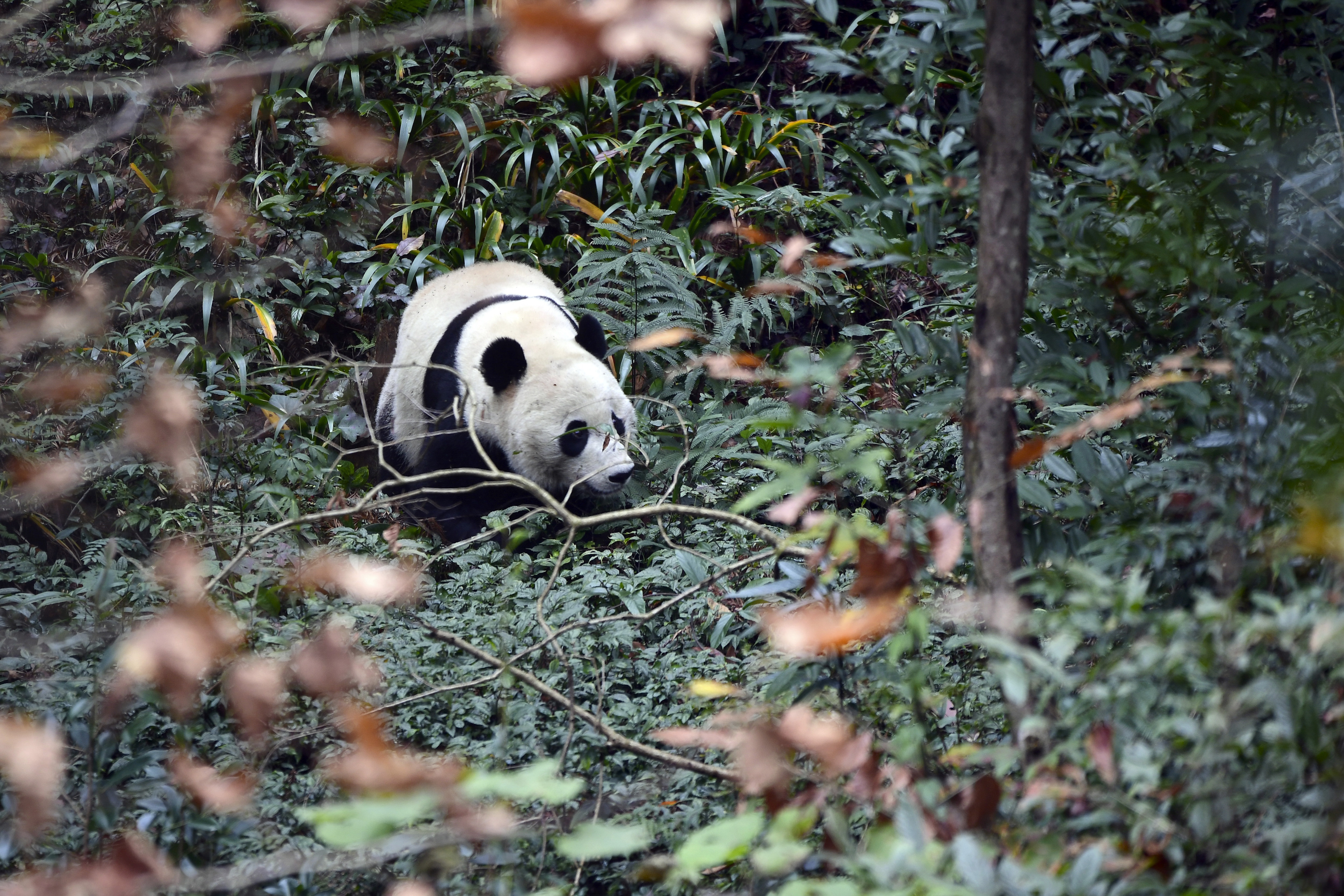 Giant panda Bei Bei explores his surroundings on his first day at the Ya'an Bifengxia Base of the Giant Panda Conservation and Research Center in Ya'an in southwestern China's Sichuan Province, on Thursday.