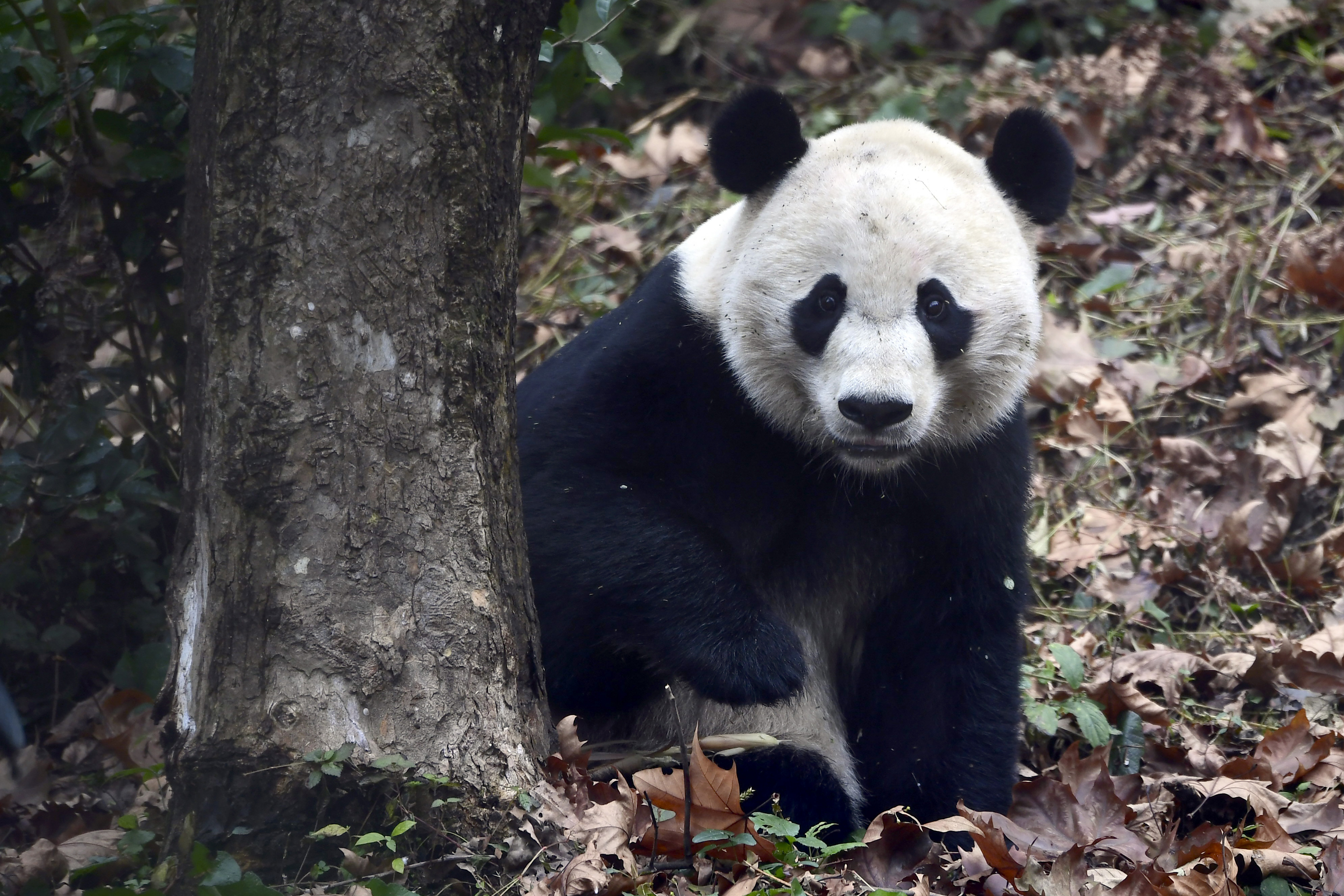 Giant panda Bei Bei explores his surroundings on his first day at the Ya'an Bifengxia Base of the Giant Panda Conservation and Research Center in Ya'an in southwestern China's Sichuan Province, on Thursday.