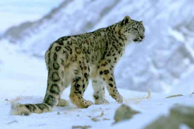 National Park kullu