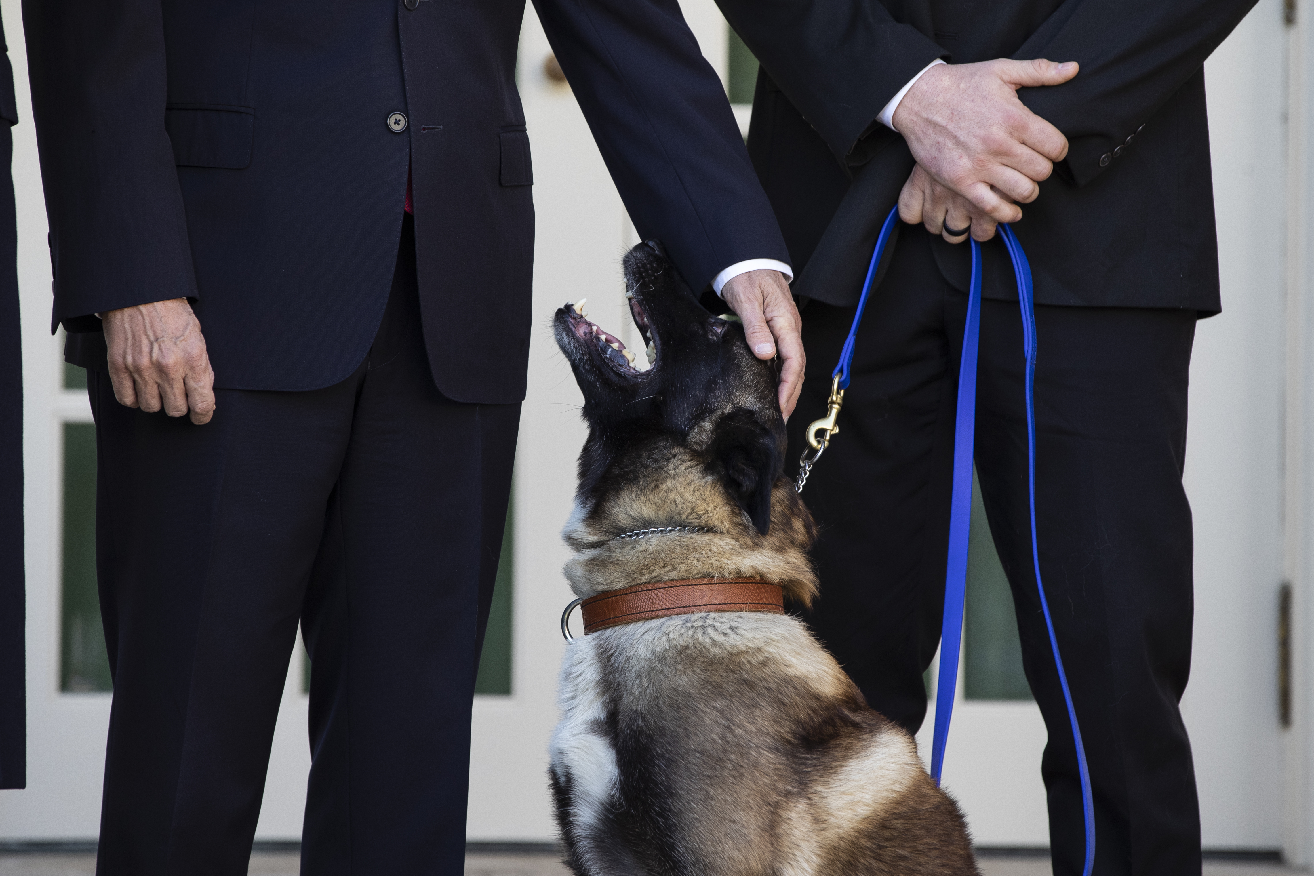 Vice President Mike Pence pets Conan, the U.S. Army dog that participated in the raid that killed ISIS leader Abu Bakr al-Baghdadi, in the Rose Garden of the White House, on Monday.