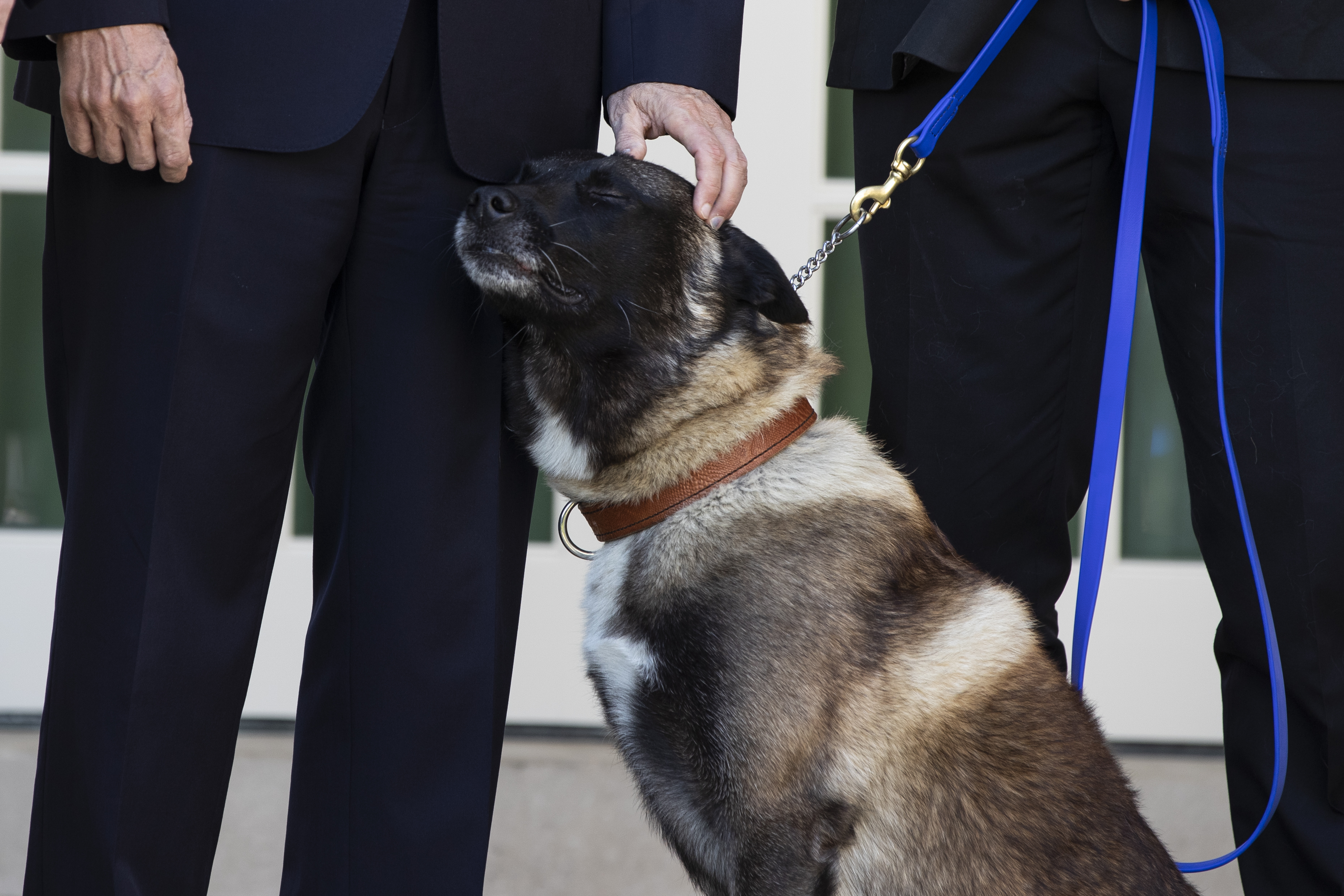 Vice President Mike Pence pets Conan, the U.S. Army dog that participated in the raid that killed ISIS leader Abu Bakr al-Baghdadi, in the Rose Garden of the White House, on Monday.