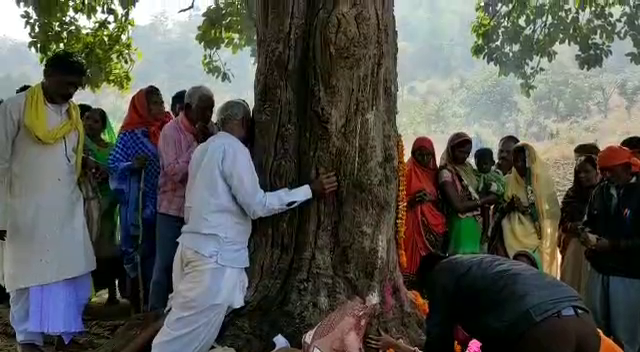 miraculous-tree in jabalpur