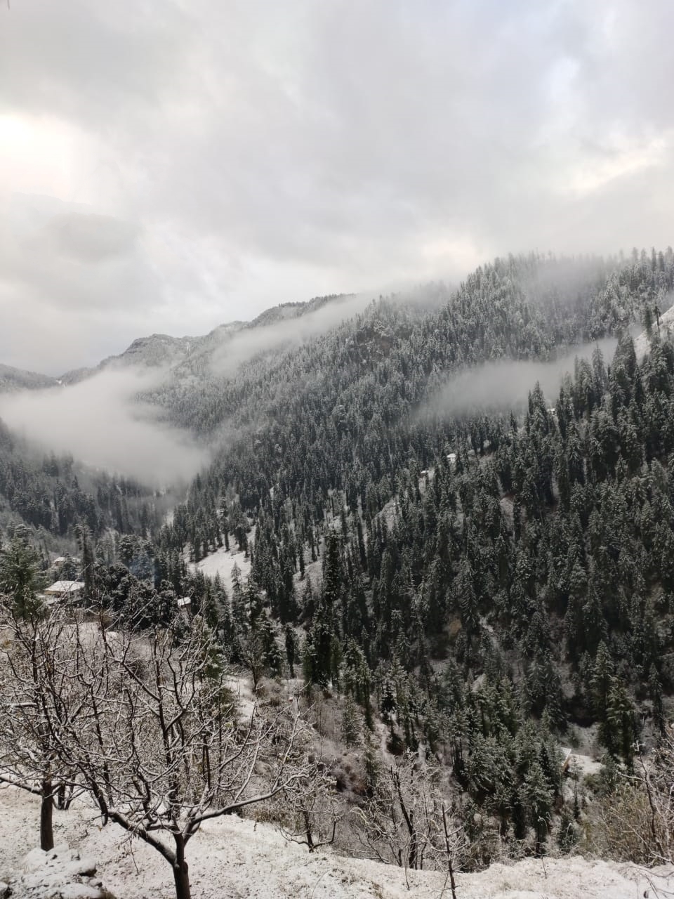 Snowfall in higher reaches of HP