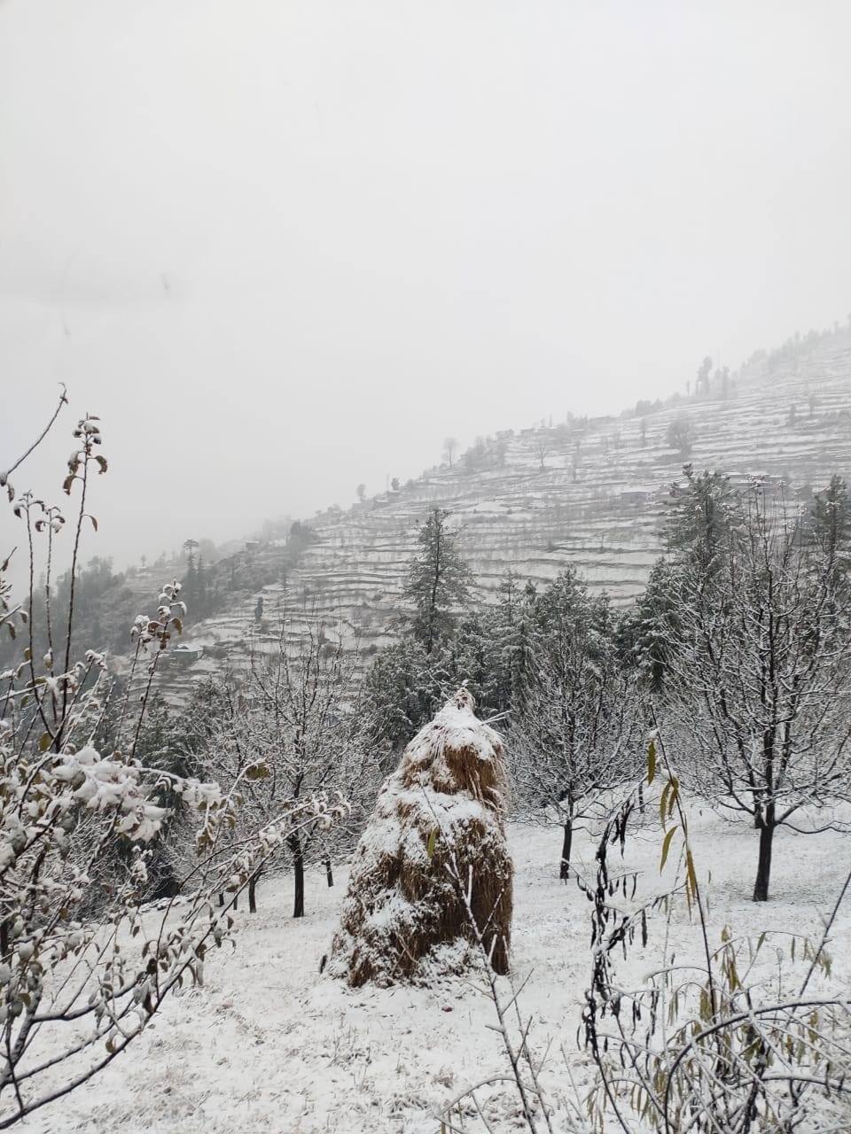 Snowfall in higher reaches of HP