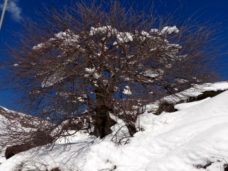 uttarakhand snowfall