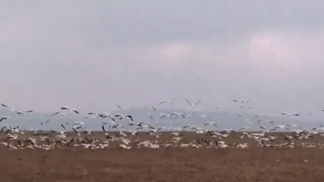 thousands of Exotic birds reach at pong dam