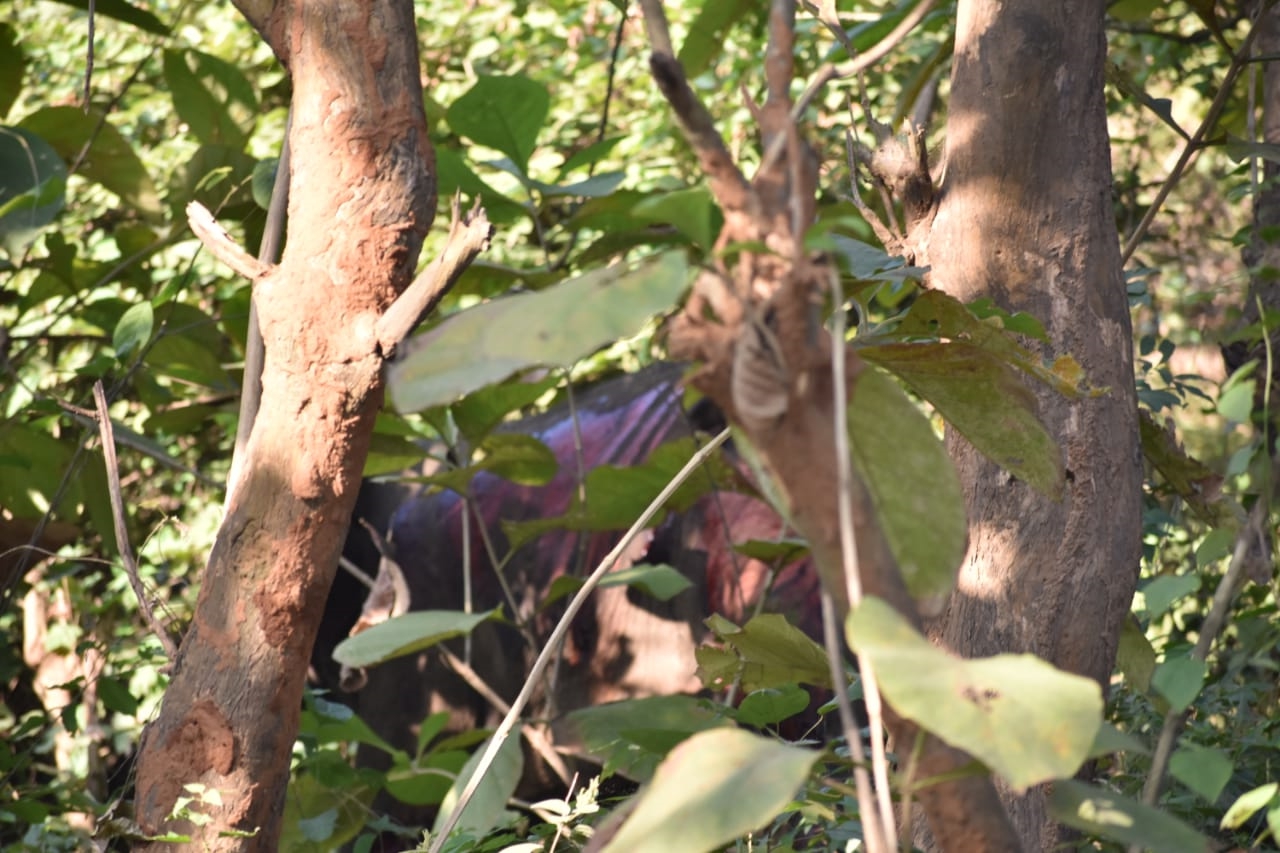 Elephant got hit by train at Deepor Beel