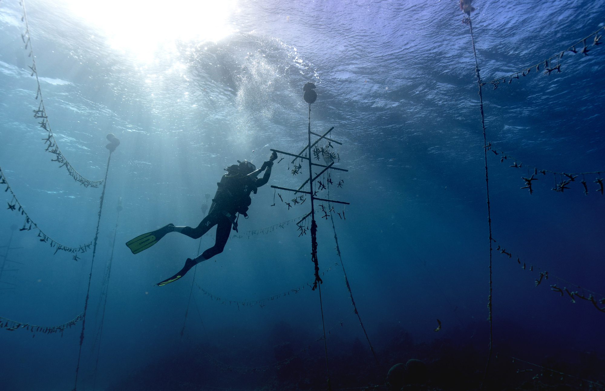 Diver Everton Simpson plants staghorn harvested from a coral nursery inside the the White River Fish Sanctuary on Tuesday in Ocho Rios, Jamaica.