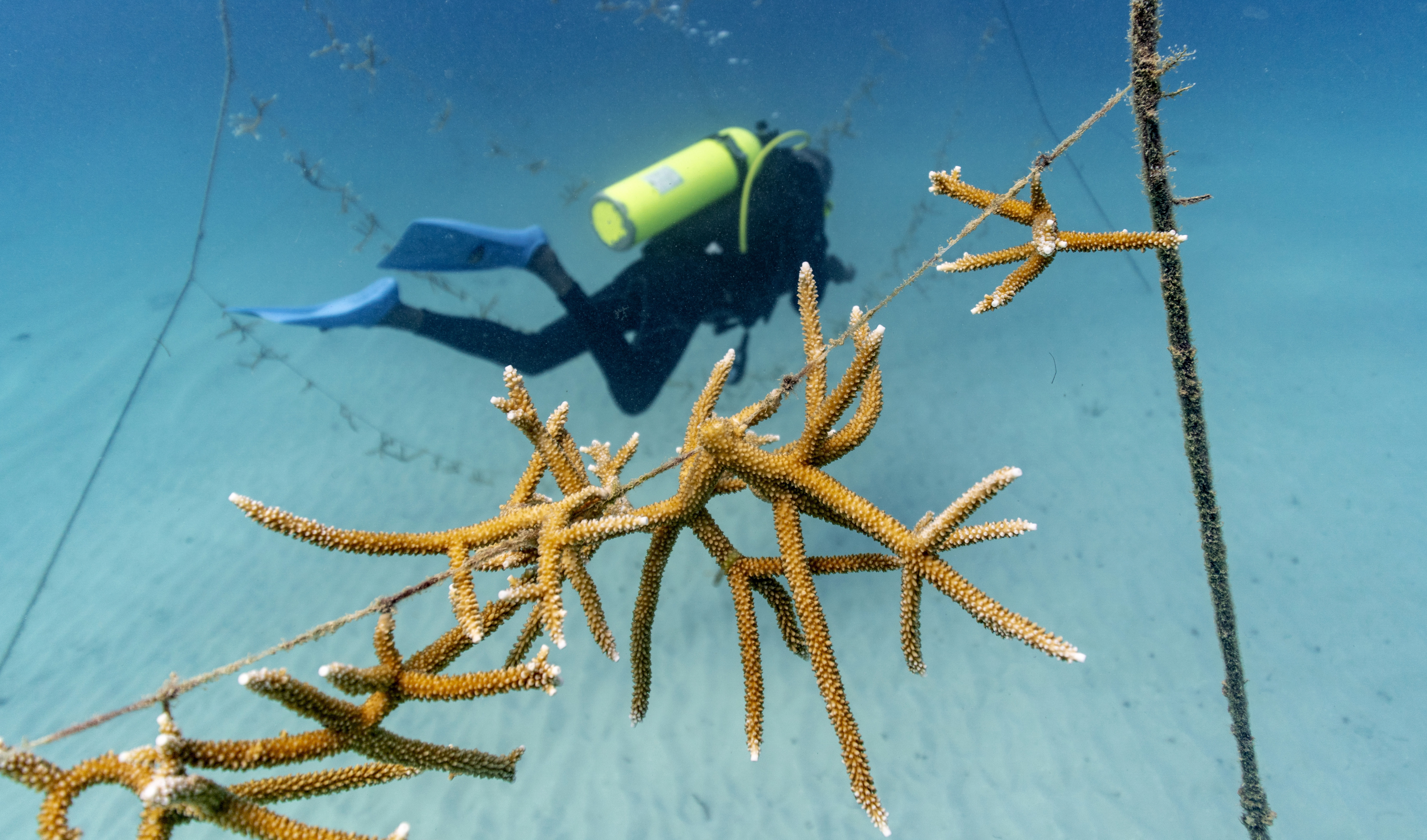 Staghorn coral grows on lines at a coral nursery inside the White River Fish Sanctuary on Monday in Ocho Rios, Jamaica.