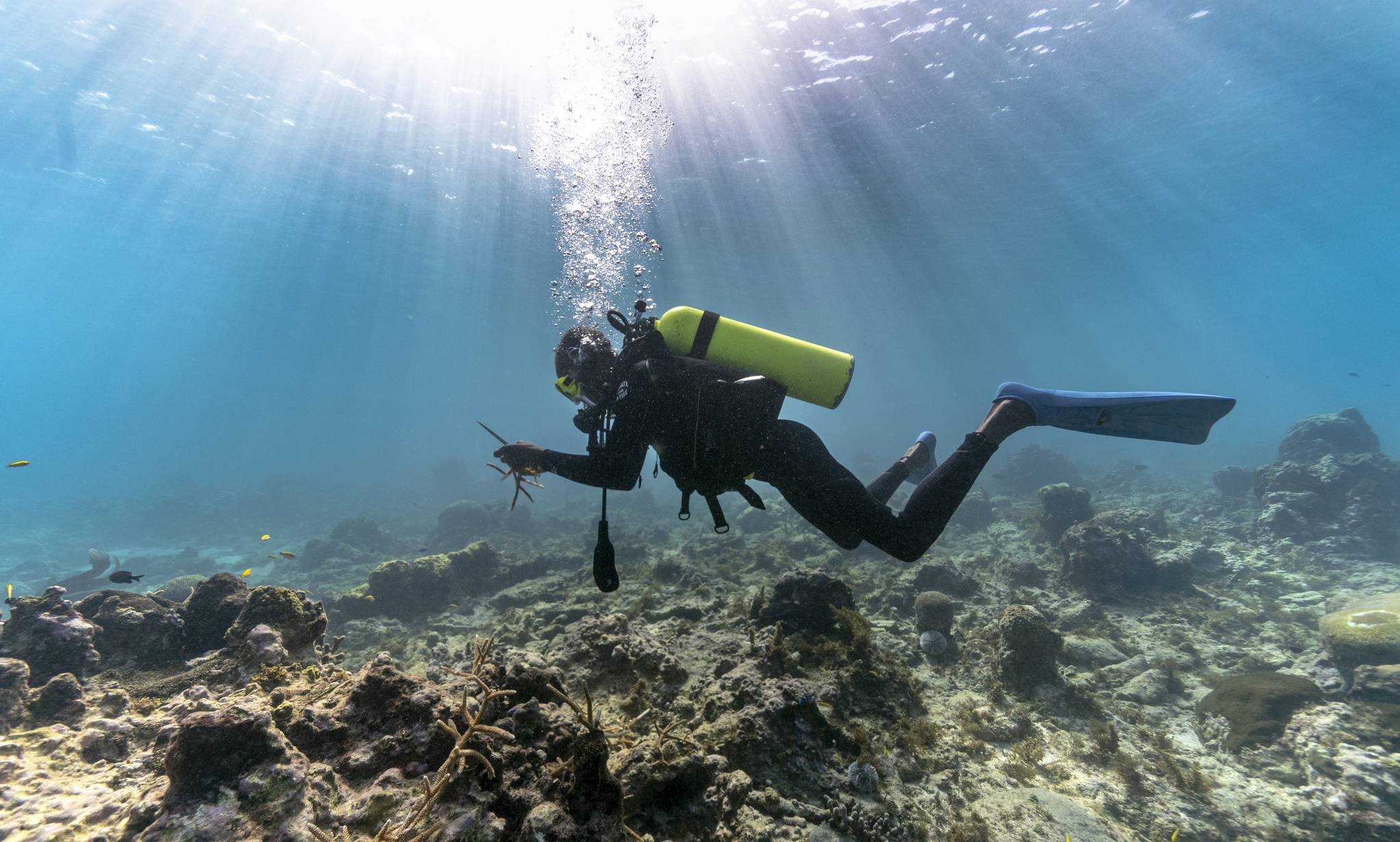 Diver Everton Simpson plants staghorn harvested from a coral nursery inside the the White River Fish Sanctuary on Tuesday in Ocho Rios, Jamaica.