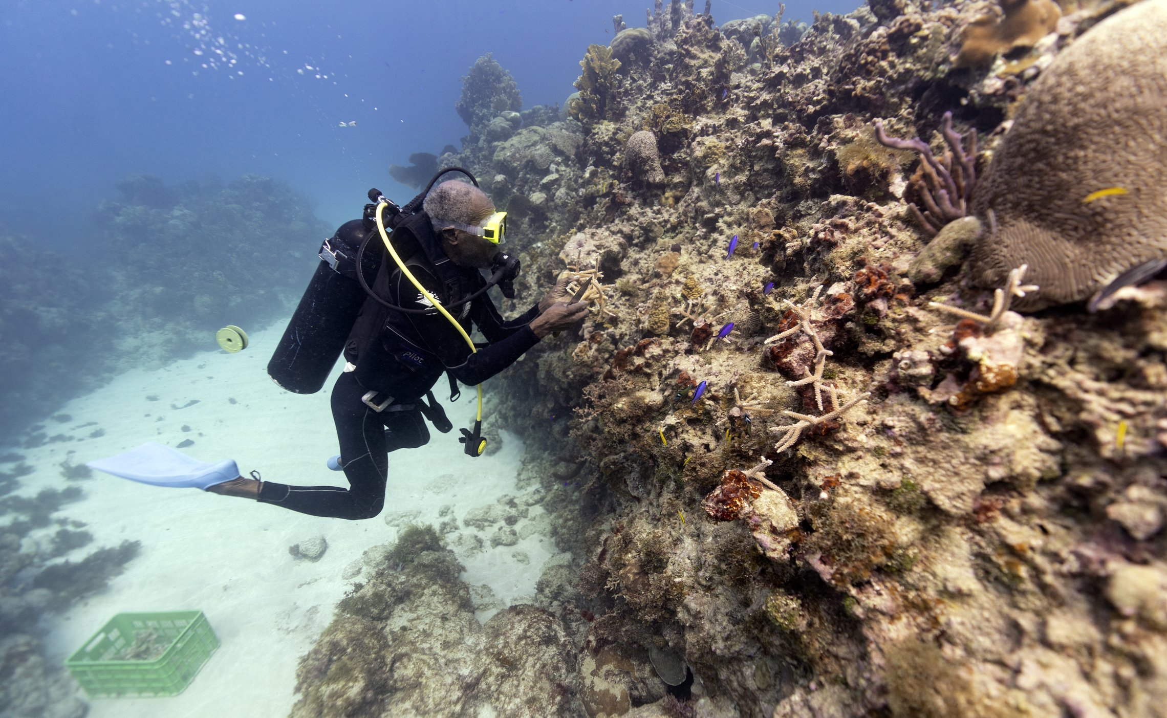 Diver Everton Simpson plants staghorn coral harvested from a coral nursery inside the the White River Fish Sanctuary on Tuesday in Ocho Rios, Jamaica.