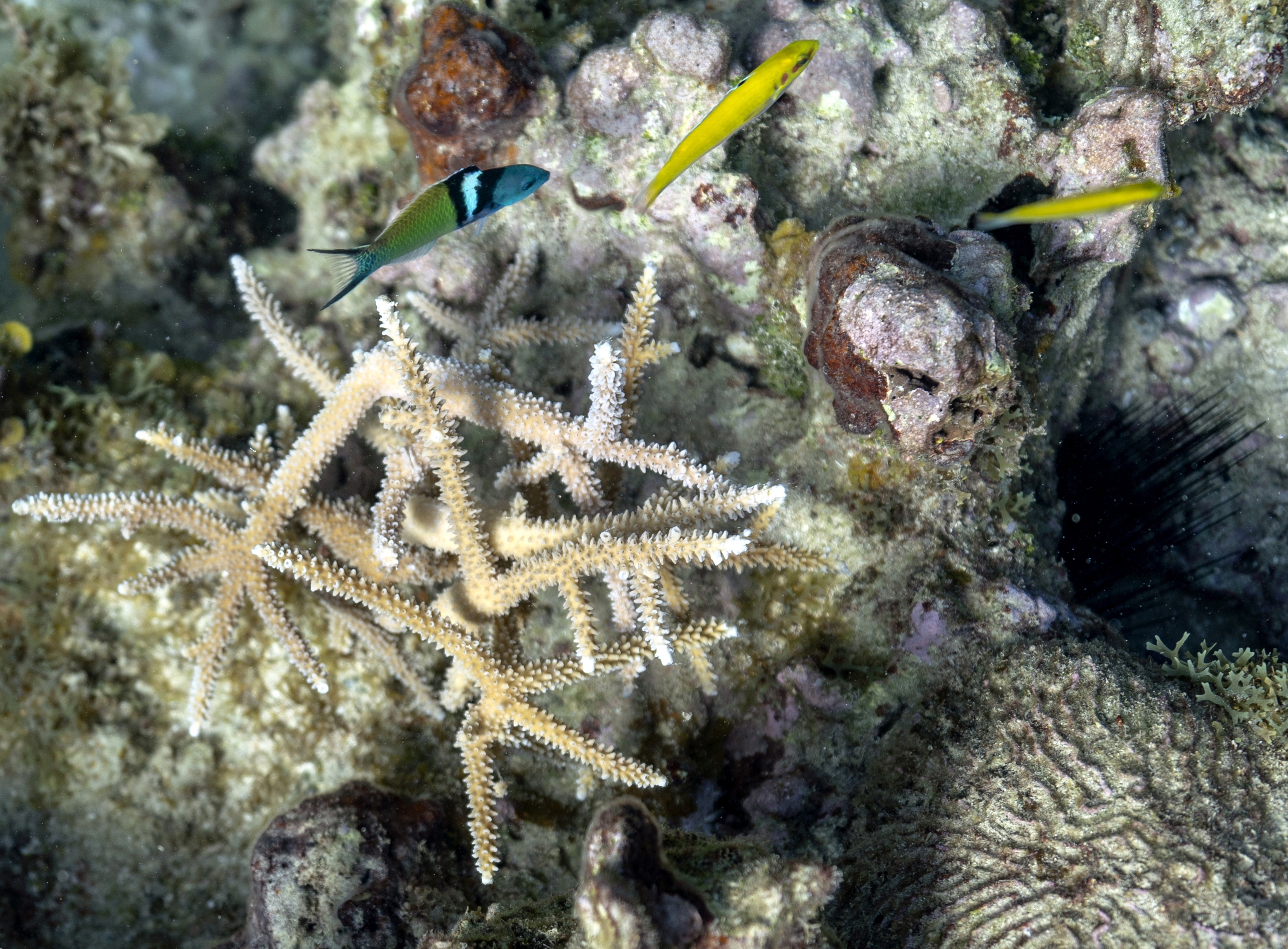 Fish swim past planted staghorn coral inside the the White River Fish Sanctuary on Tuesday in Ocho Rios, Jamaica.