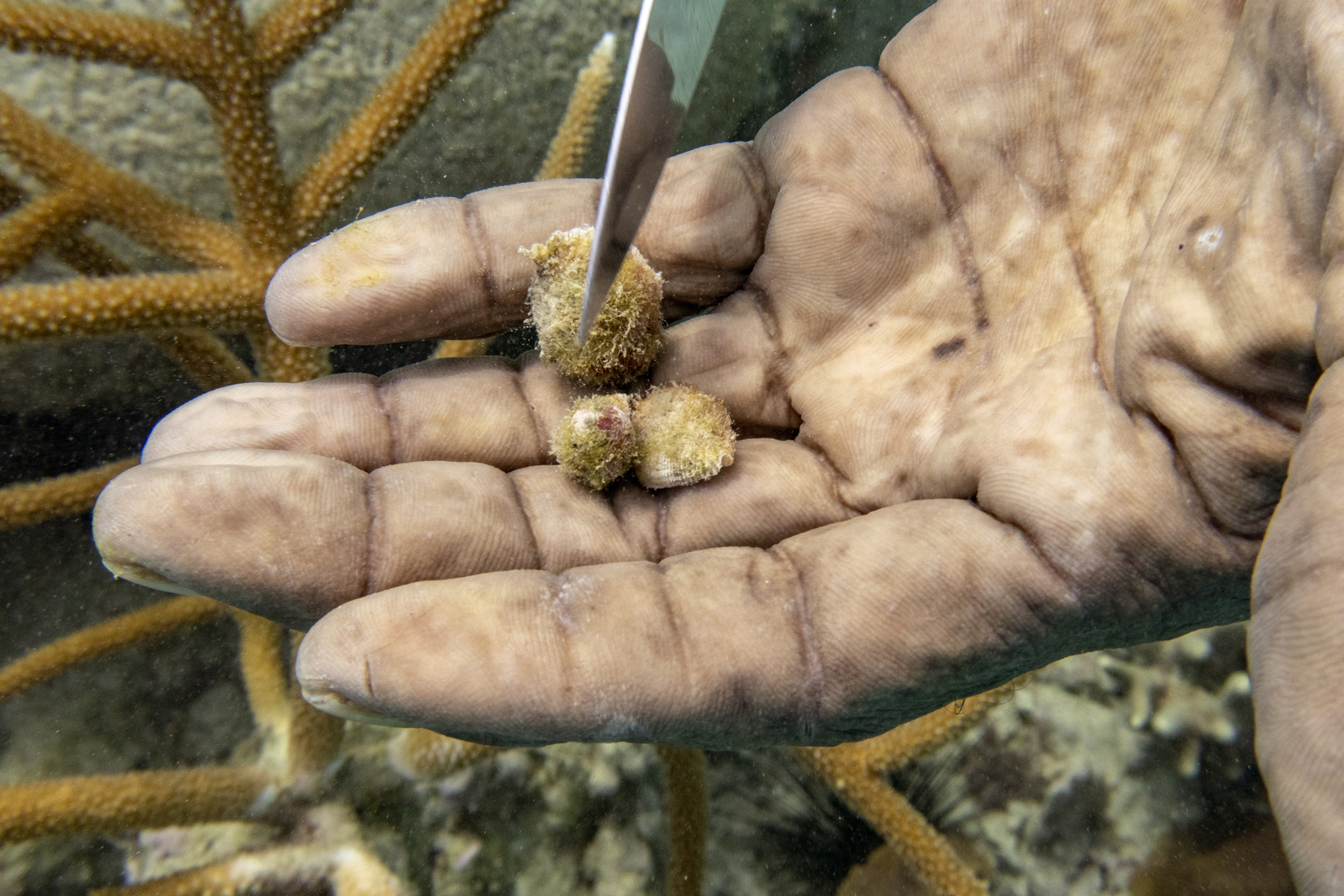 Diver Everton Simpson removes snails from staghorn coral planted inside the White River Fish Sanctuary on Monday in Ocho Rios, Jamaica.