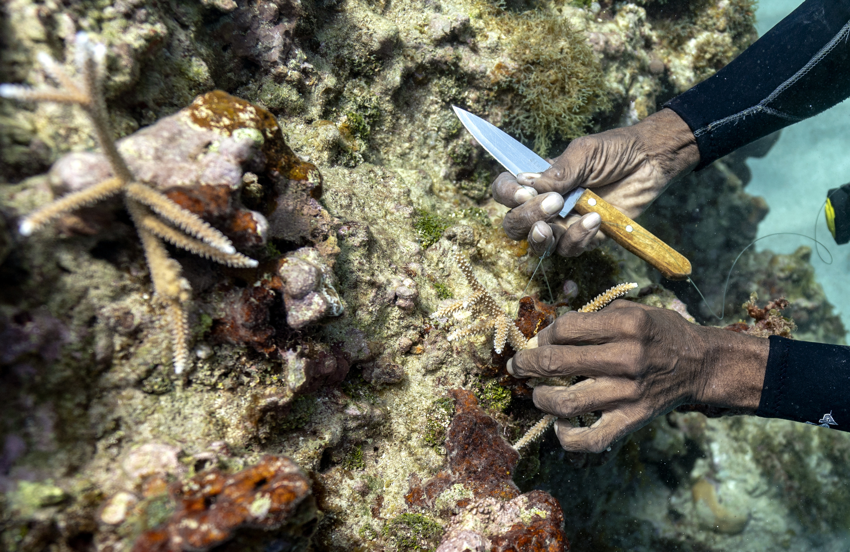 Diver Everton Simpson plants staghorn harvested from a coral nursery inside the the White River Fish Sanctuary on Tuesday in Ocho Rios, Jamaica.