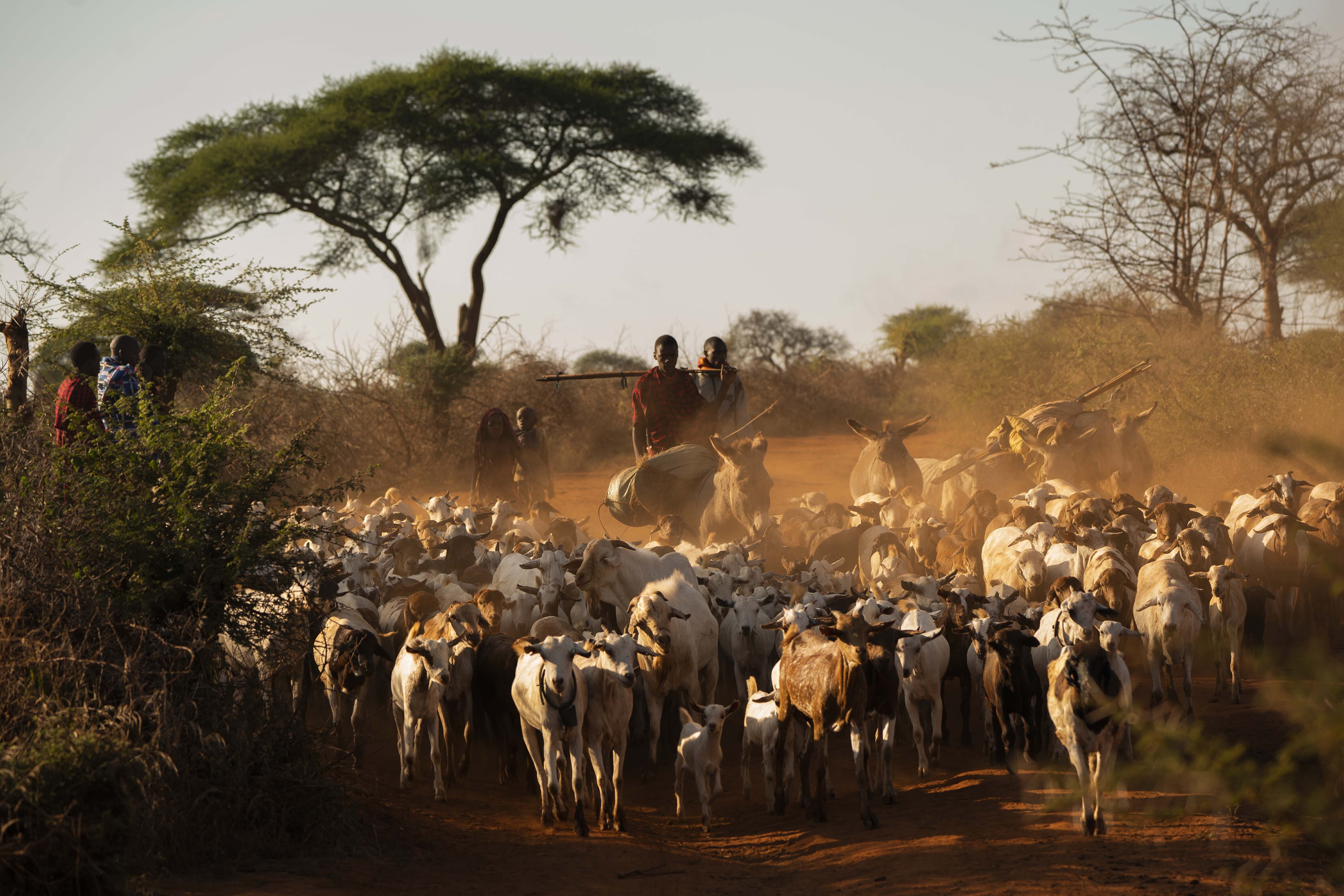 Tanzania lions  Maasai  Saving lions  African lions  Loibor Siret  മസായ്‌ മാര  മസായ്‌ മാരയിലെ സിംഹങ്ങൾ  സിംഹ സംരക്ഷണം  ടാന്‍സാനിയ  ആഫ്രിക്കന്‍ പീപ്പിൾ ആന്‍ഡ് വൈല്‍ഡ്‌ലൈഫ്