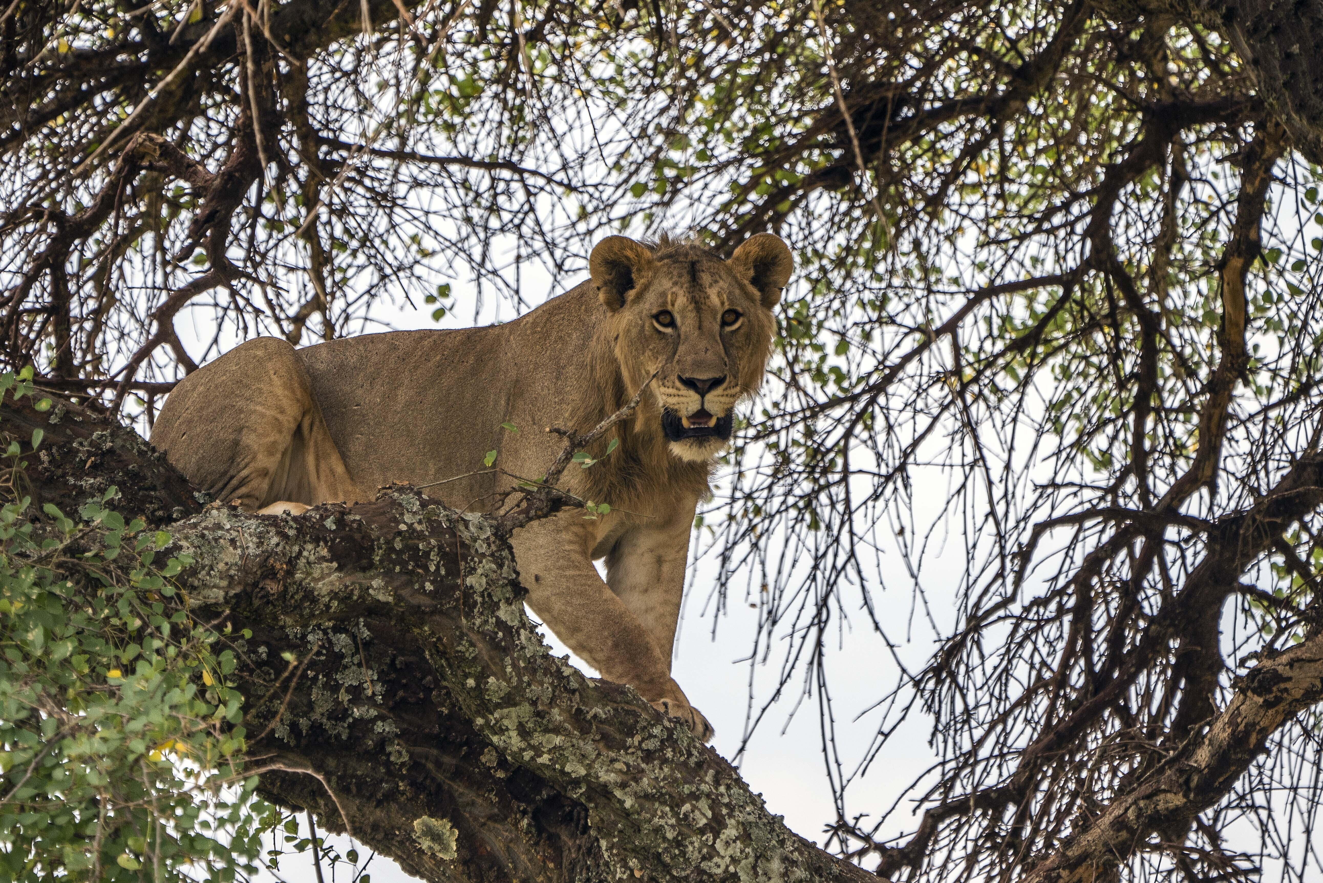 Tanzania lions  Maasai  Saving lions  African lions  Loibor Siret  മസായ്‌ മാര  മസായ്‌ മാരയിലെ സിംഹങ്ങൾ  സിംഹ സംരക്ഷണം  ടാന്‍സാനിയ  ആഫ്രിക്കന്‍ പീപ്പിൾ ആന്‍ഡ് വൈല്‍ഡ്‌ലൈഫ്