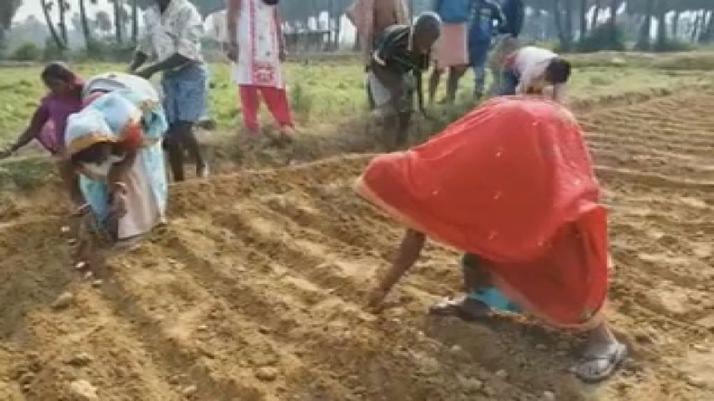 people growing crops on non fertile land in nawada