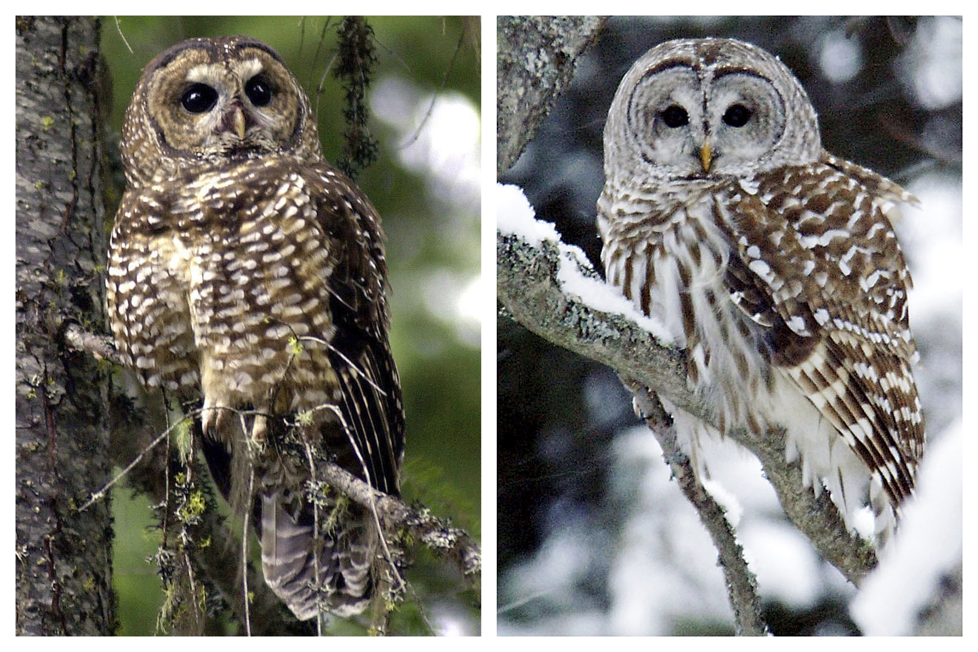 Killing owl to save owl