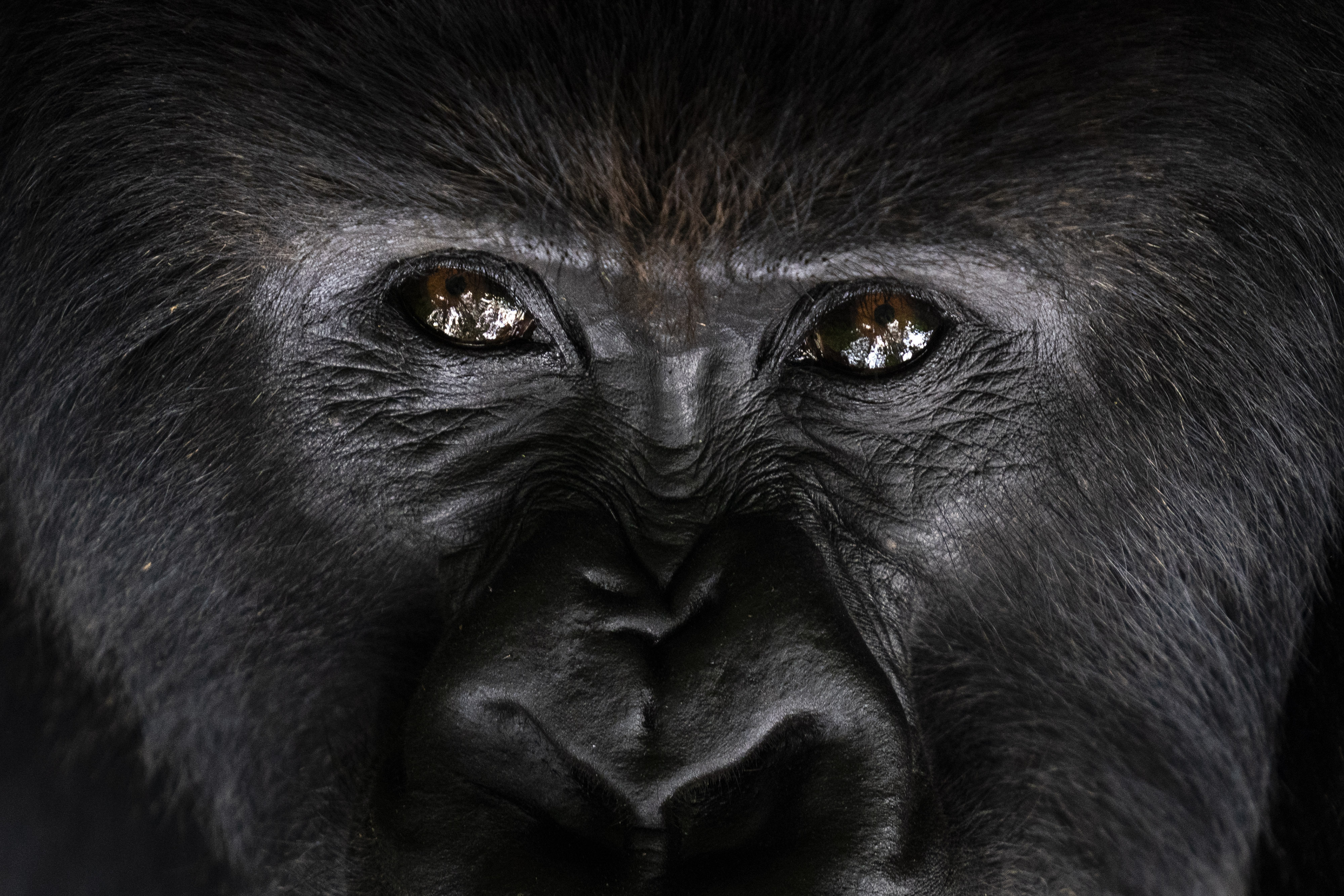 A silverback mountain gorilla named Segasira looks up as he lies under a tree in the Volcanoes National Park, Rwanda.