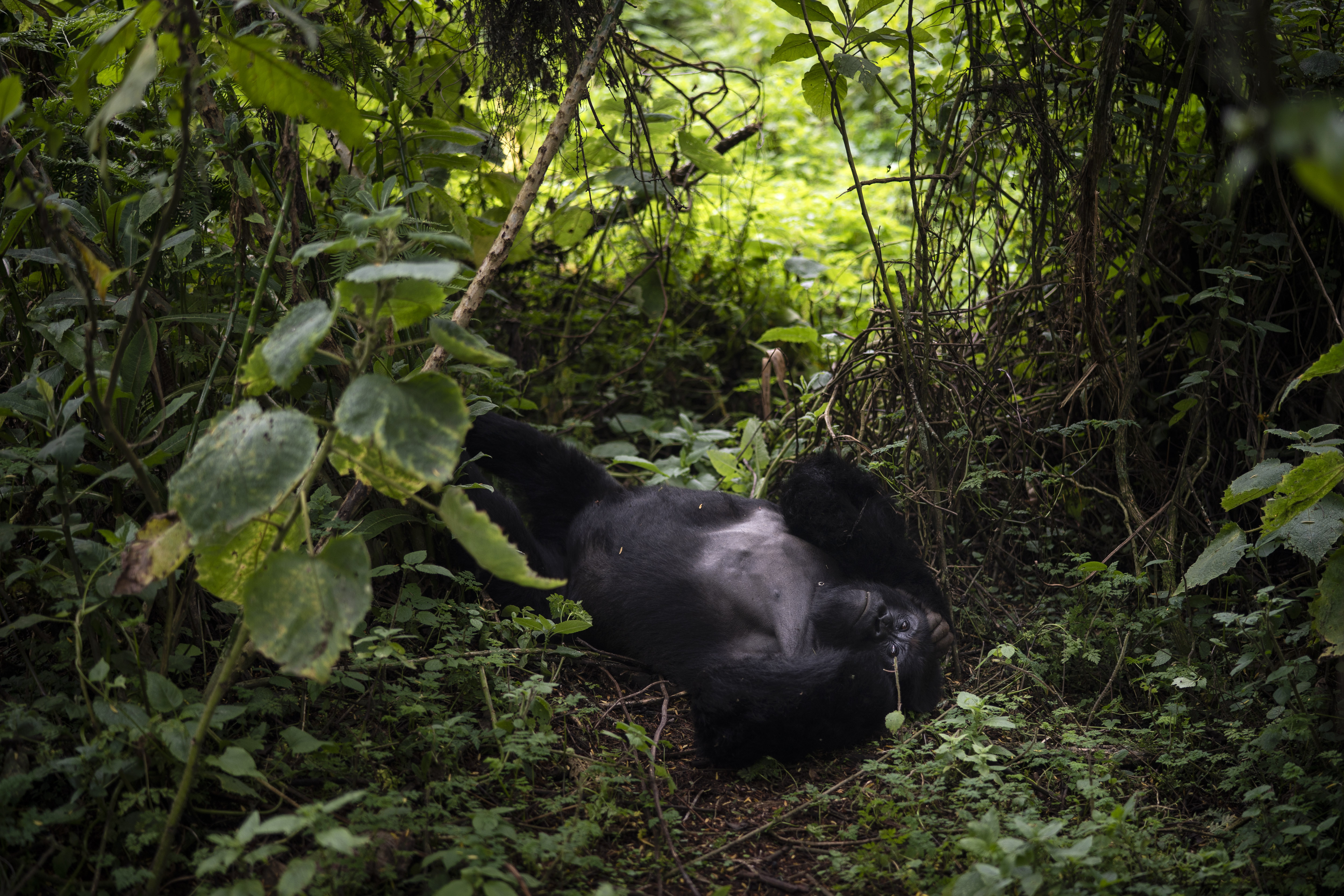 A silverback mountain gorilla named Segasira lies under a tree in the Volcanoes National Park, Rwanda.