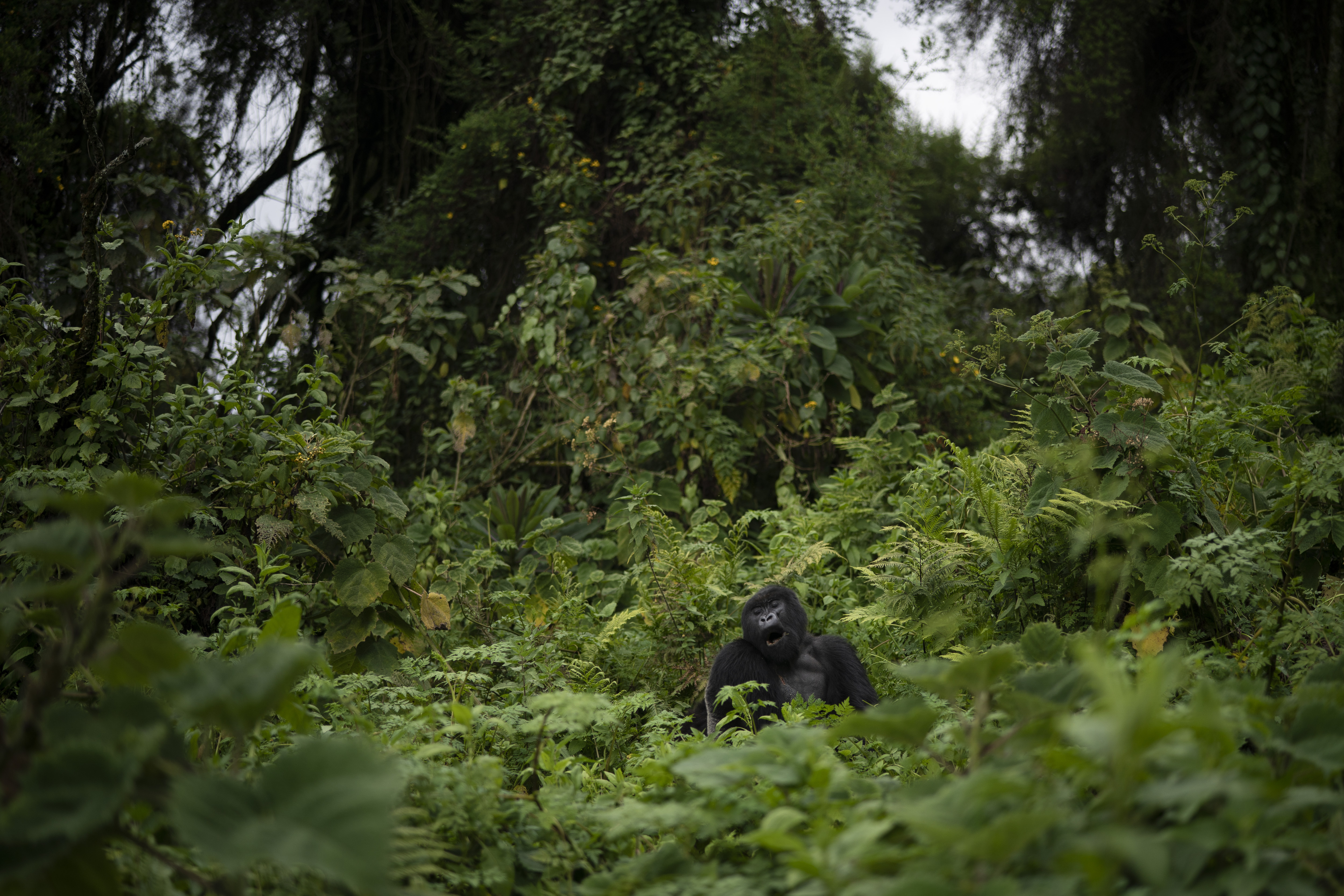 A silverback mountain gorilla named Pato sits among plants in the Volcanoes National Park, Rwanda.