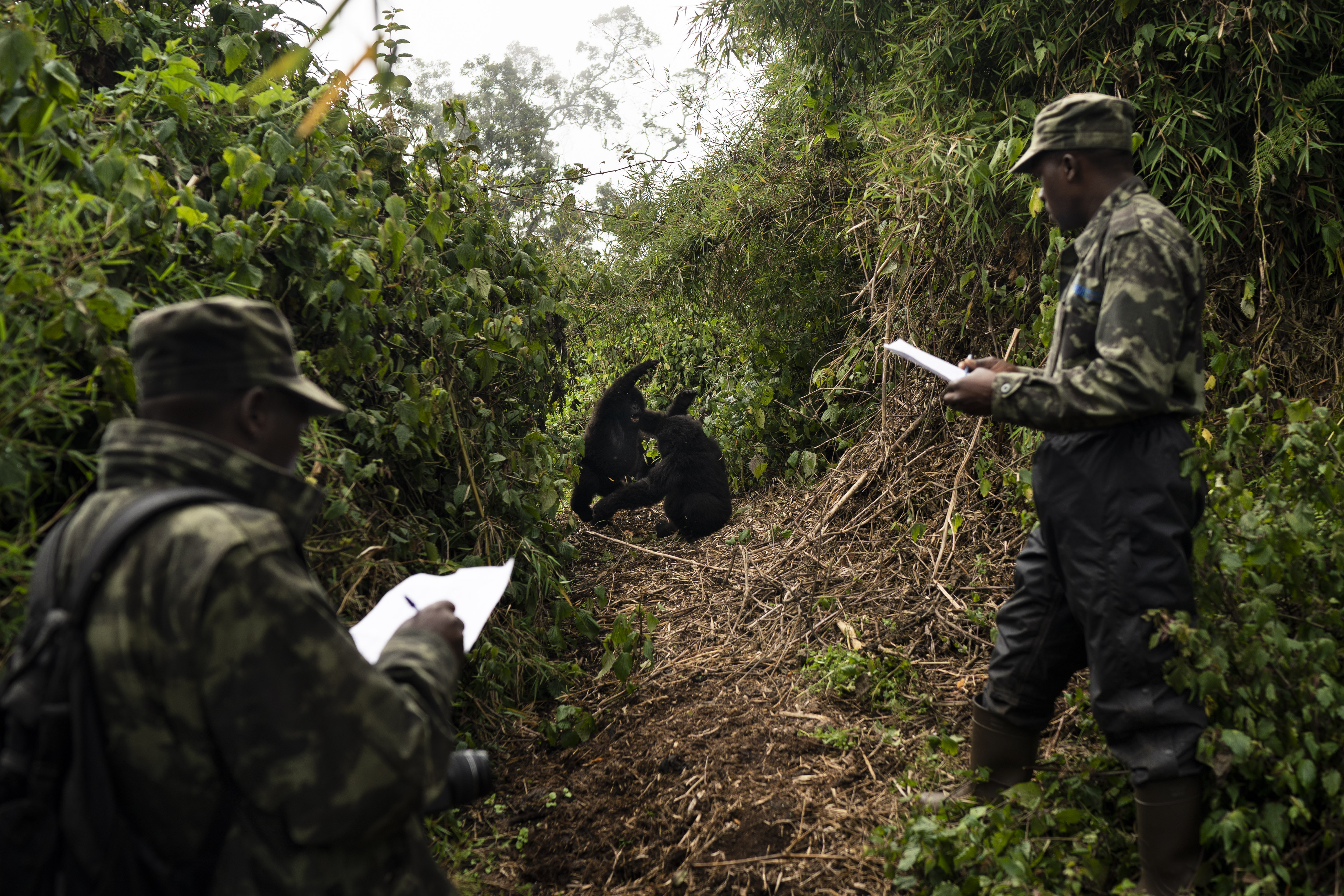 Gorilla trackers Emmanuel Bizagwira, right, and Safari Gabriel observe two gorillas from the Agasha group as they play in the Volcanoes National Park, Rwanda.