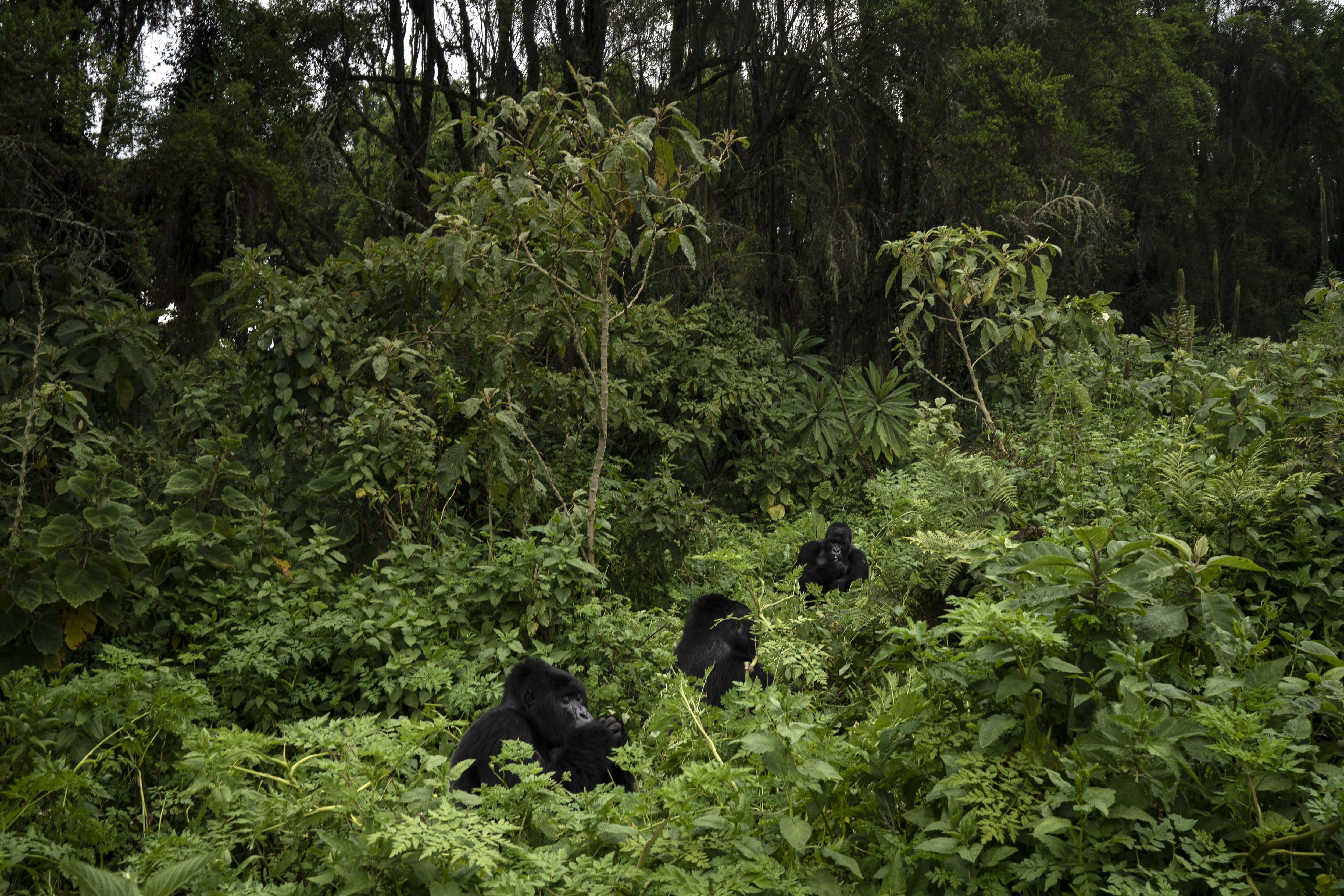 Urwibutso, Segasira and Pato, three silverback mountain gorillas eat plants in the Volcanoes National Park, Rwanda.