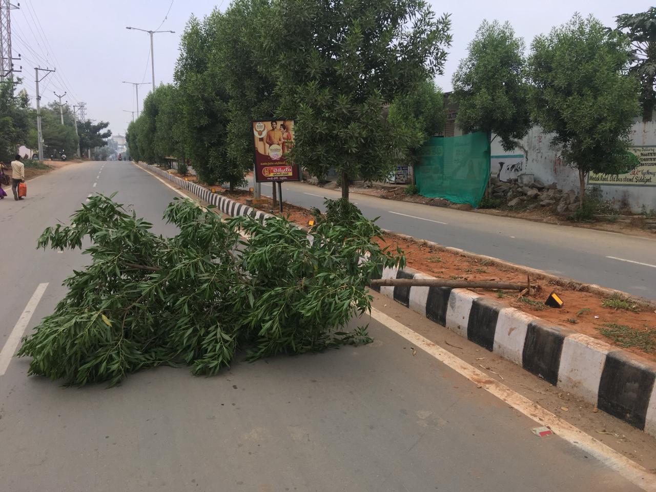 The tree was planted under state government's green drive.