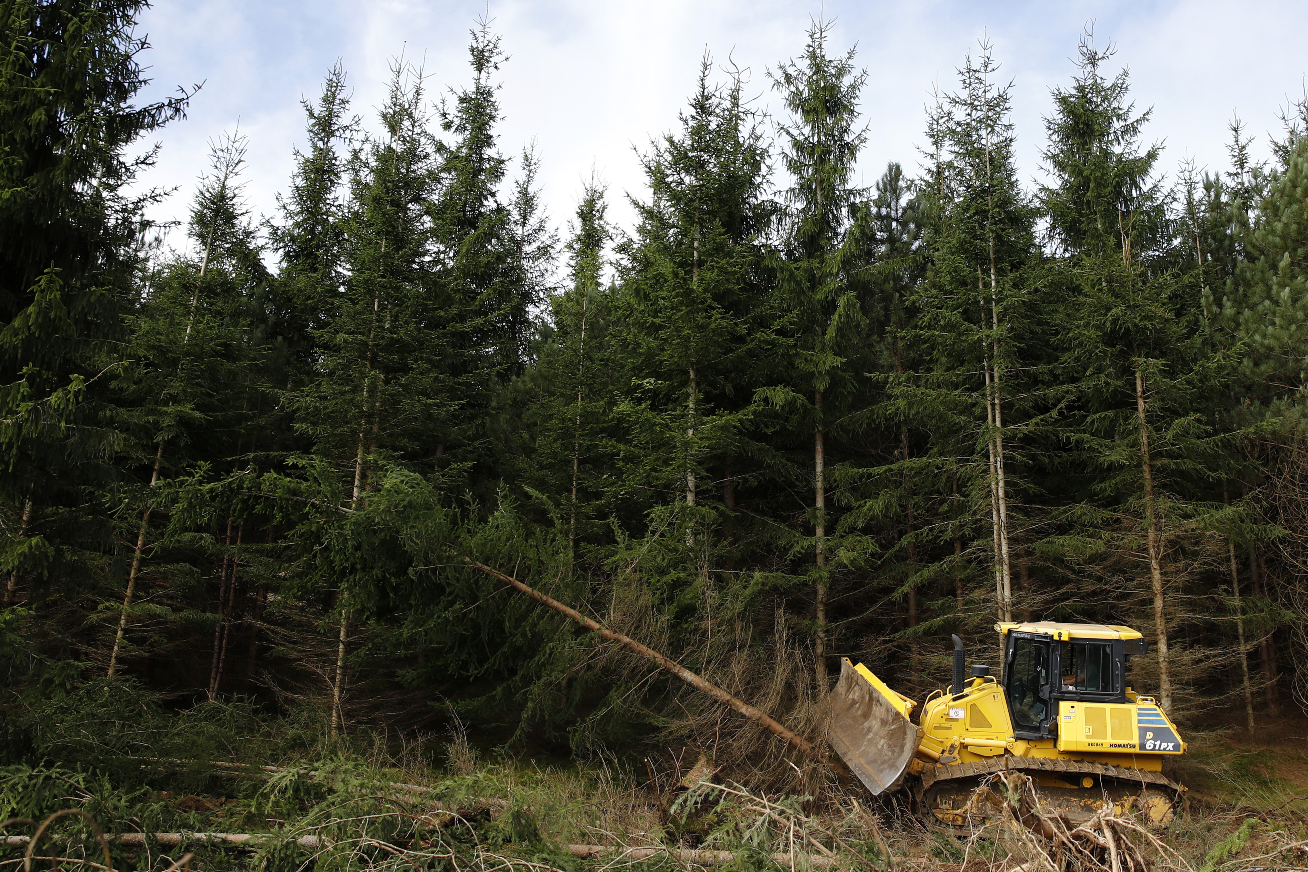 Planting trees