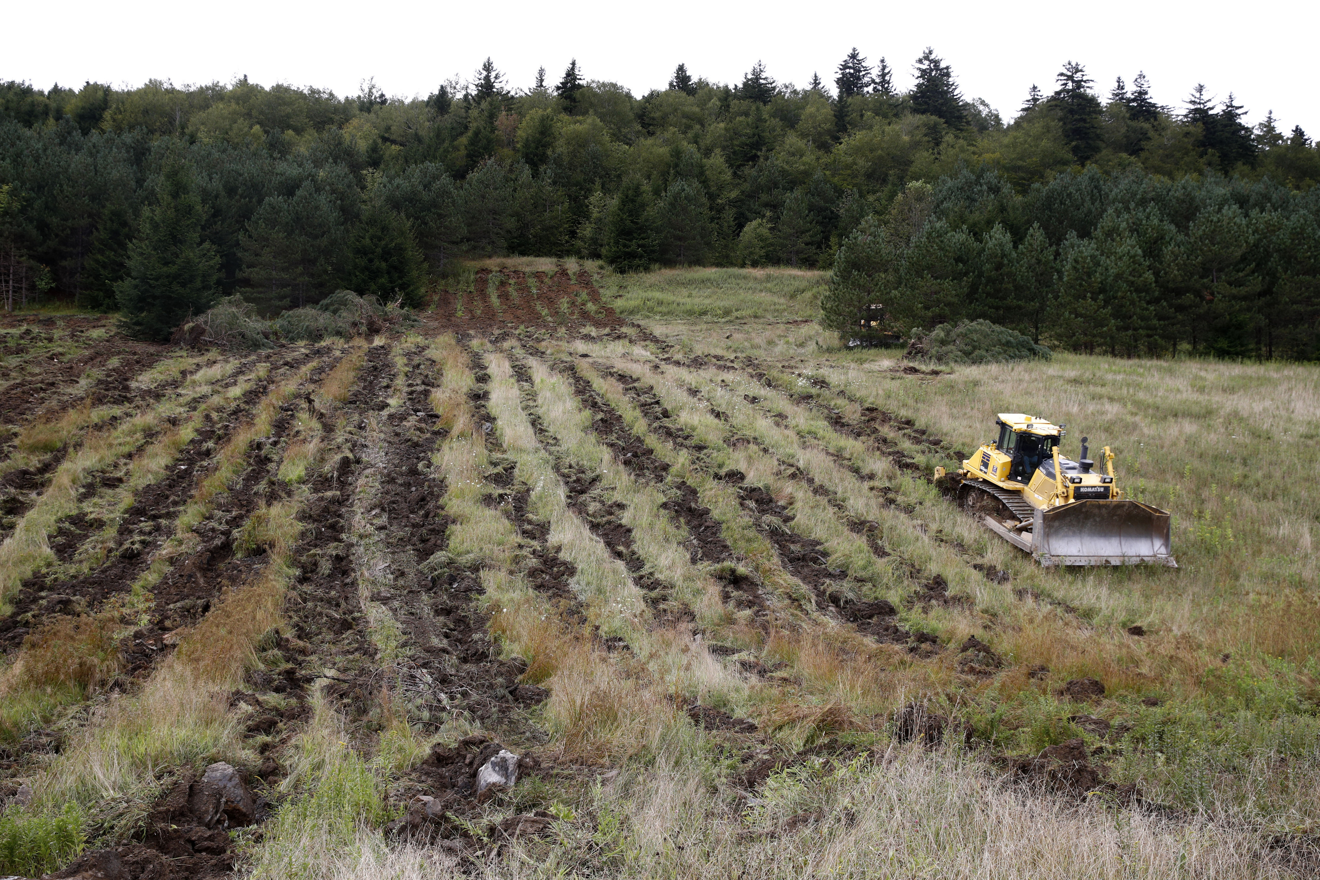 Planting trees