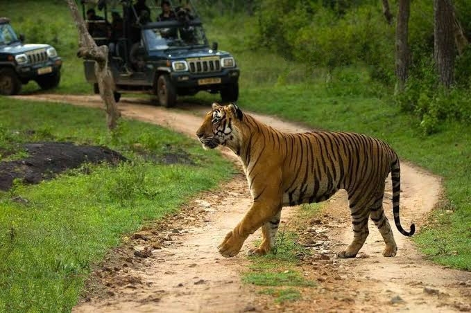 Under-19 World Cup 2020: Indian team stay in tiger safari with Dravid for improve bonding