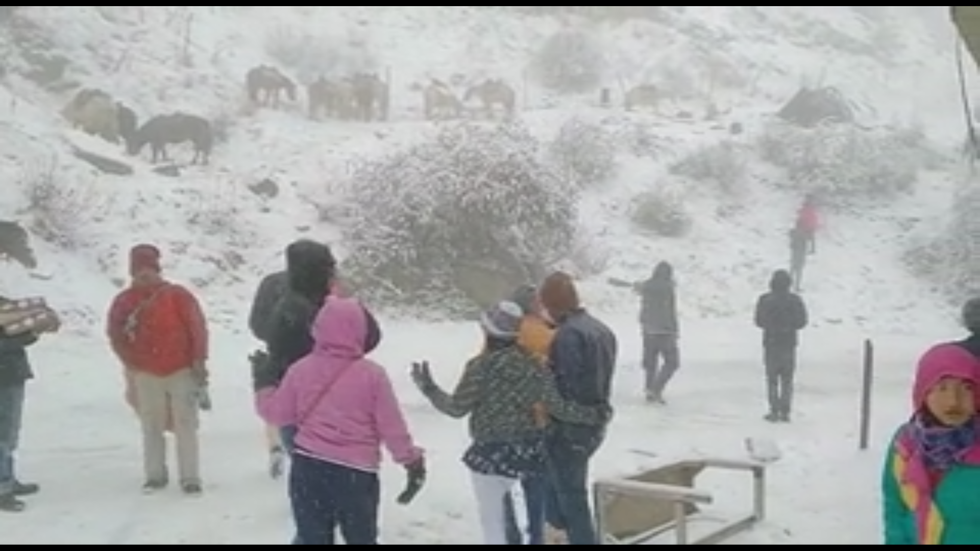 HP: Snowfall in Kufri , tourists enjoying the snowfall