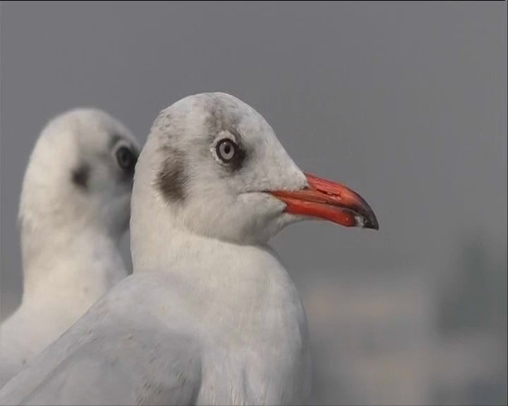 Siberian bird watching