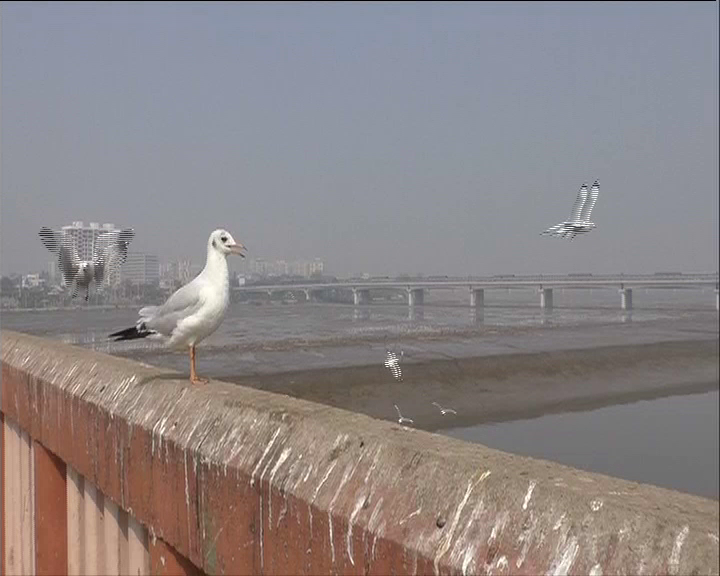 Siberian Birds in Surat