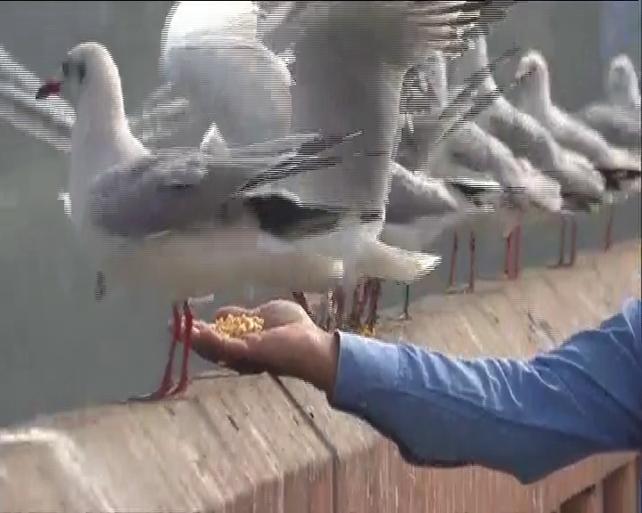 Siberian birds eating food