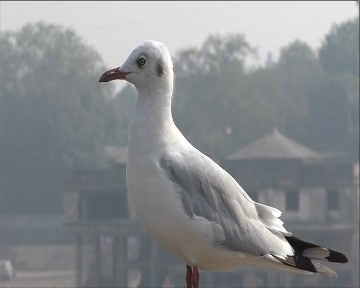 Siberian bird watching