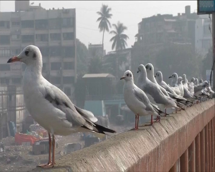 Siberian Birds