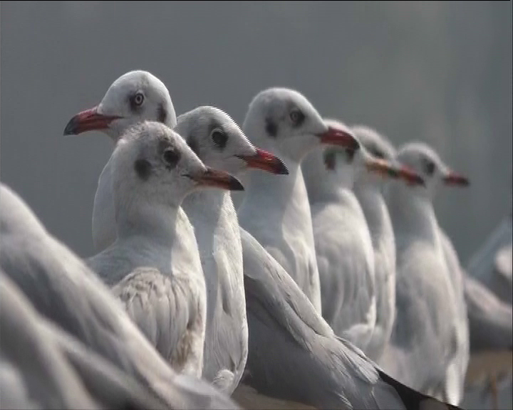 Siberian Birds