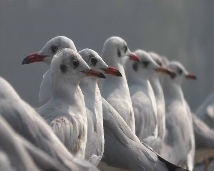 Siberian Birds