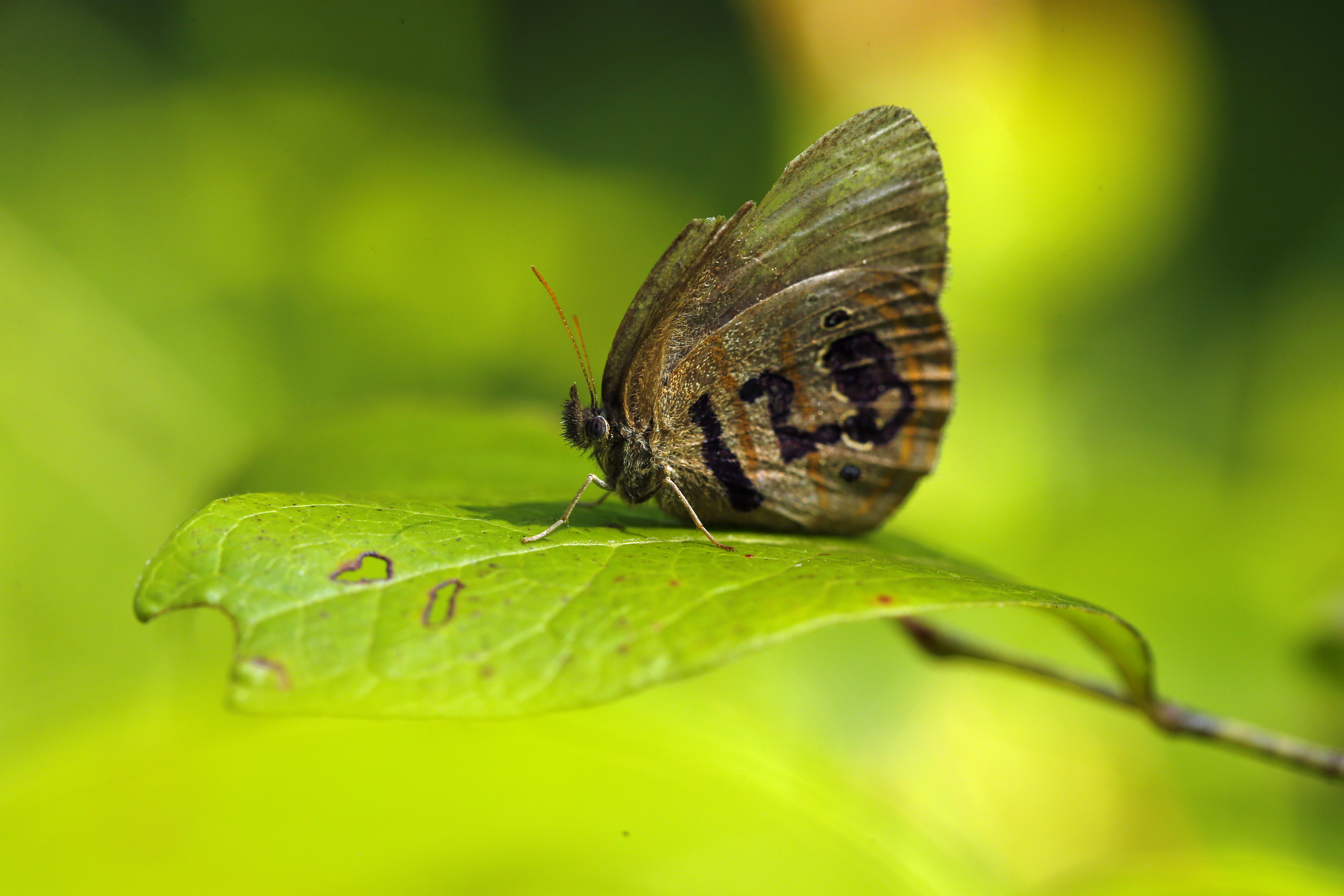 A St. Francis' satyr butterfly rests on a leaf in a swamp at Fort Bragg in North Carolina.