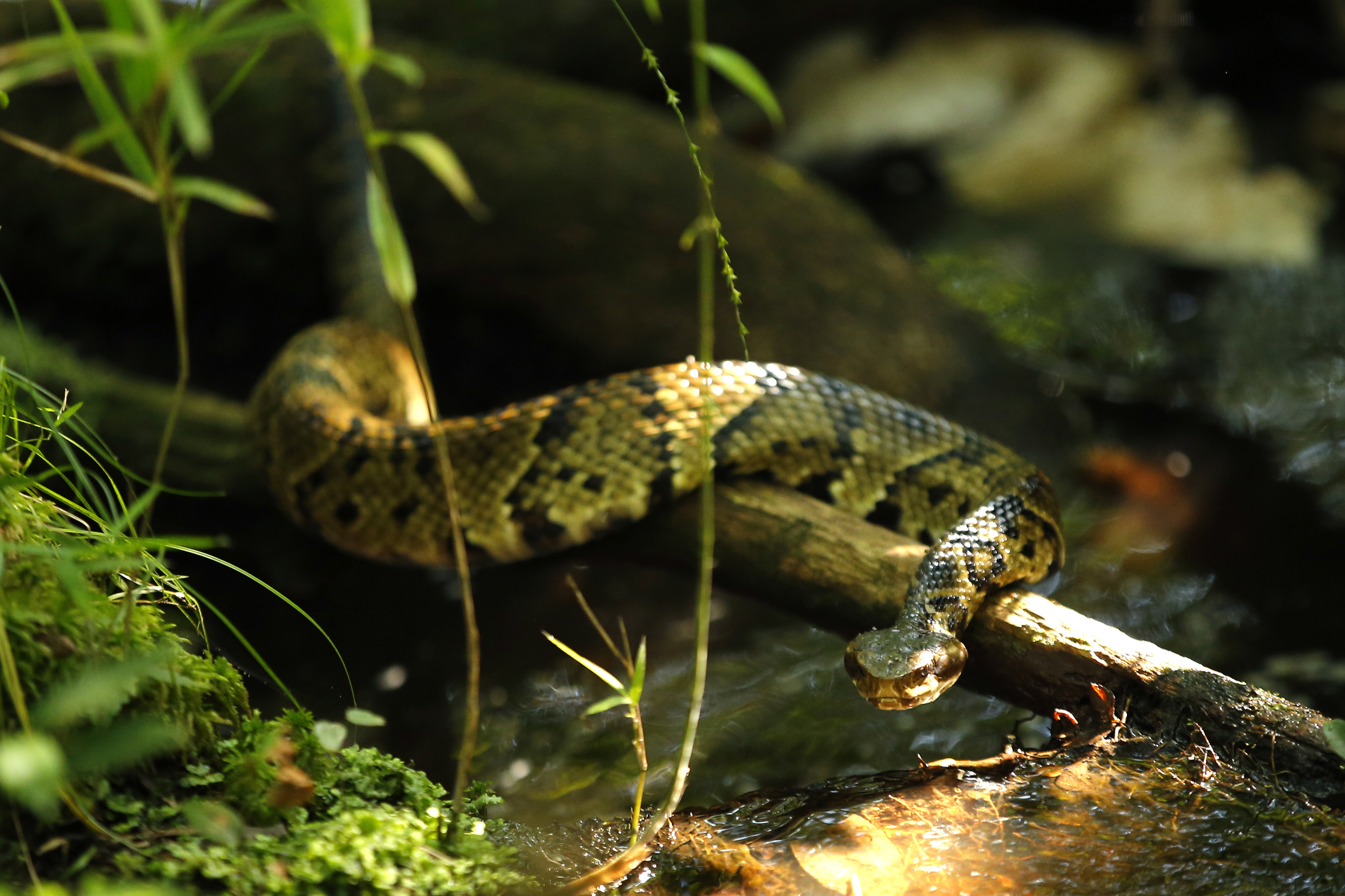 A venomous cottonmouth snake moves over a small stream in close proximity to biologists working to improve habitat for the rare St. Francis' satyr butterfly, at Fort Bragg in North Carolina.