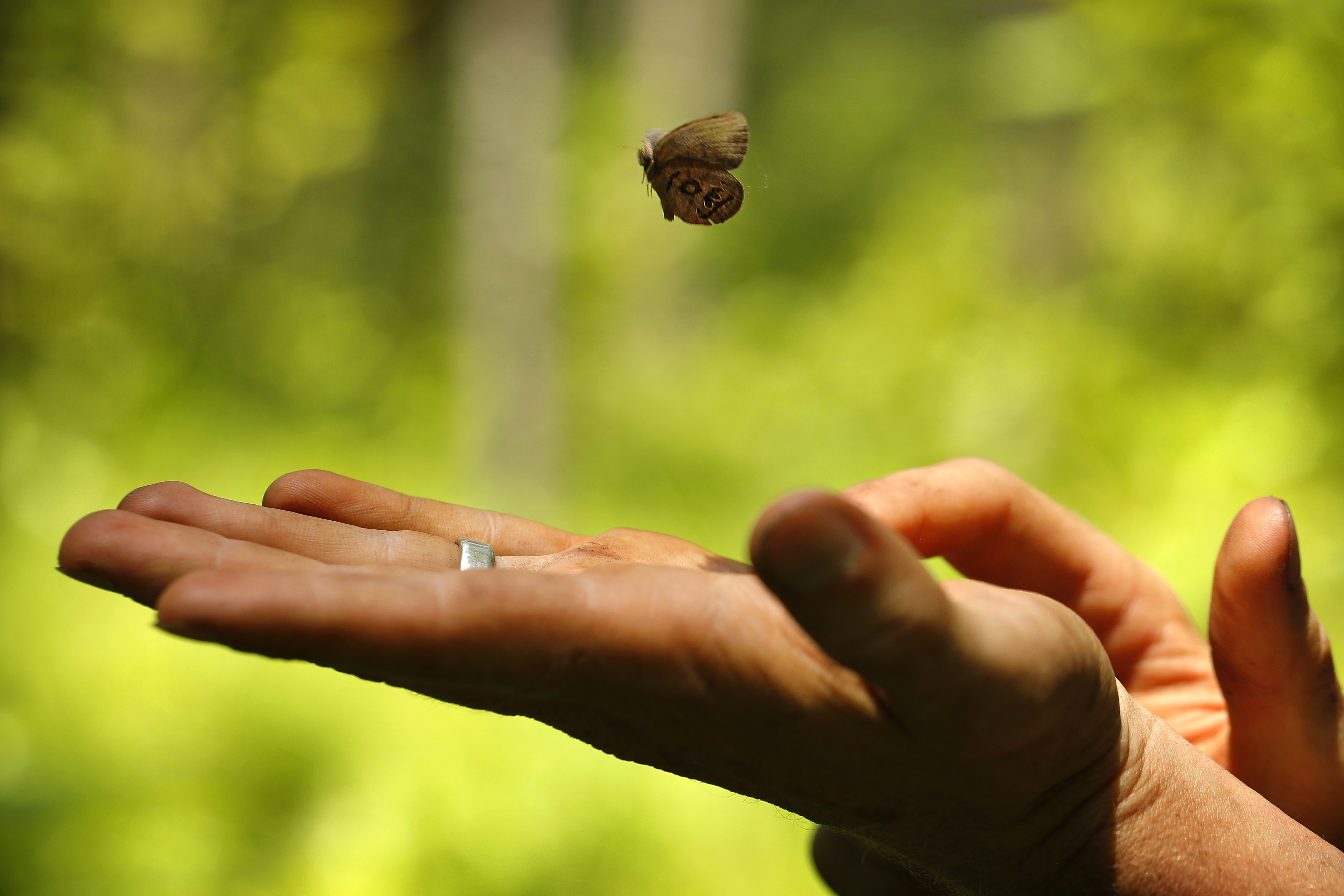 A St. Francis' satyr butterfly is released after it was captured and marked biologist in a swamp at Fort Bragg in North Carolina