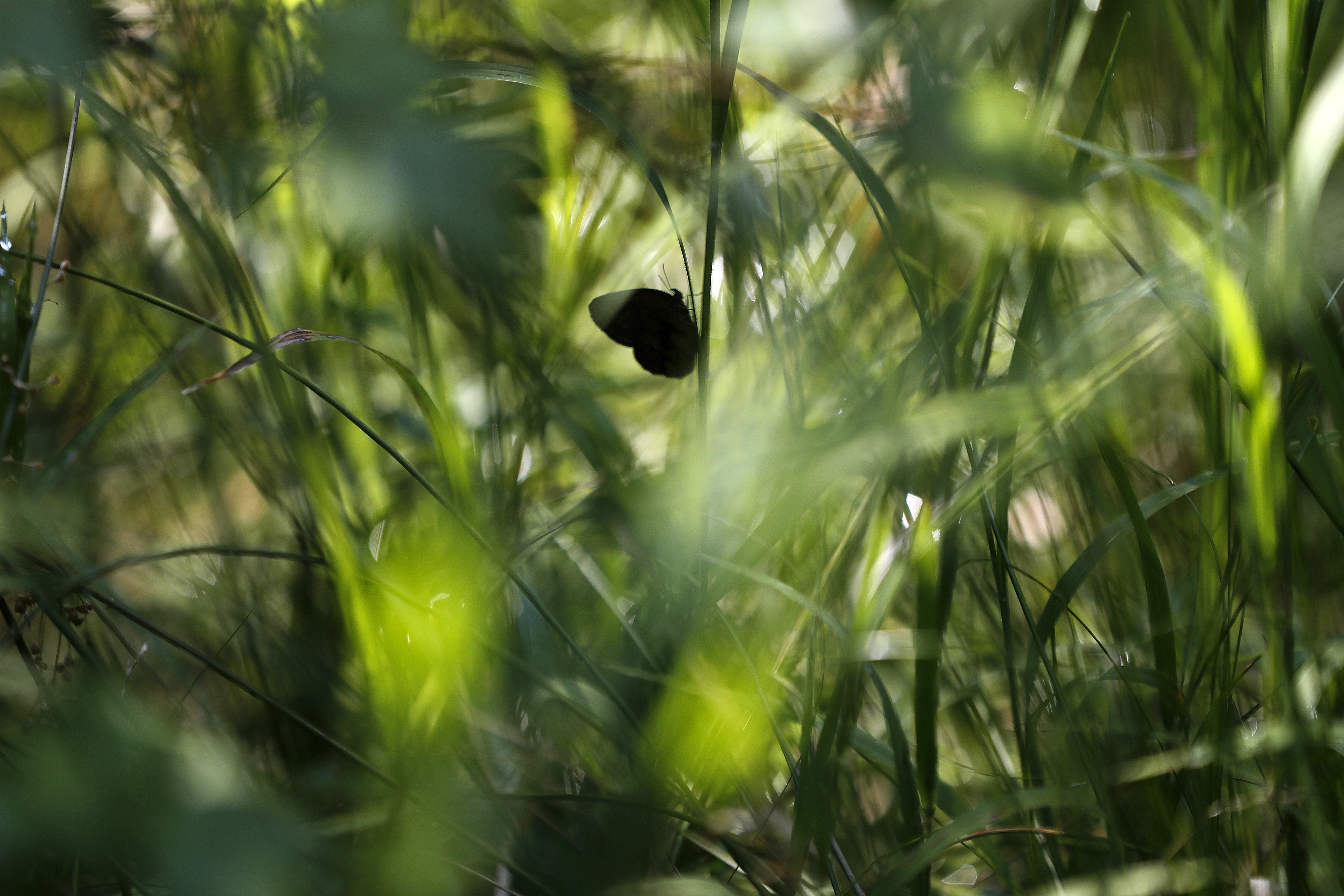 A St. Francis' satyr butterfly rests on sedge in swamp at Fort Bragg in North Carolina.