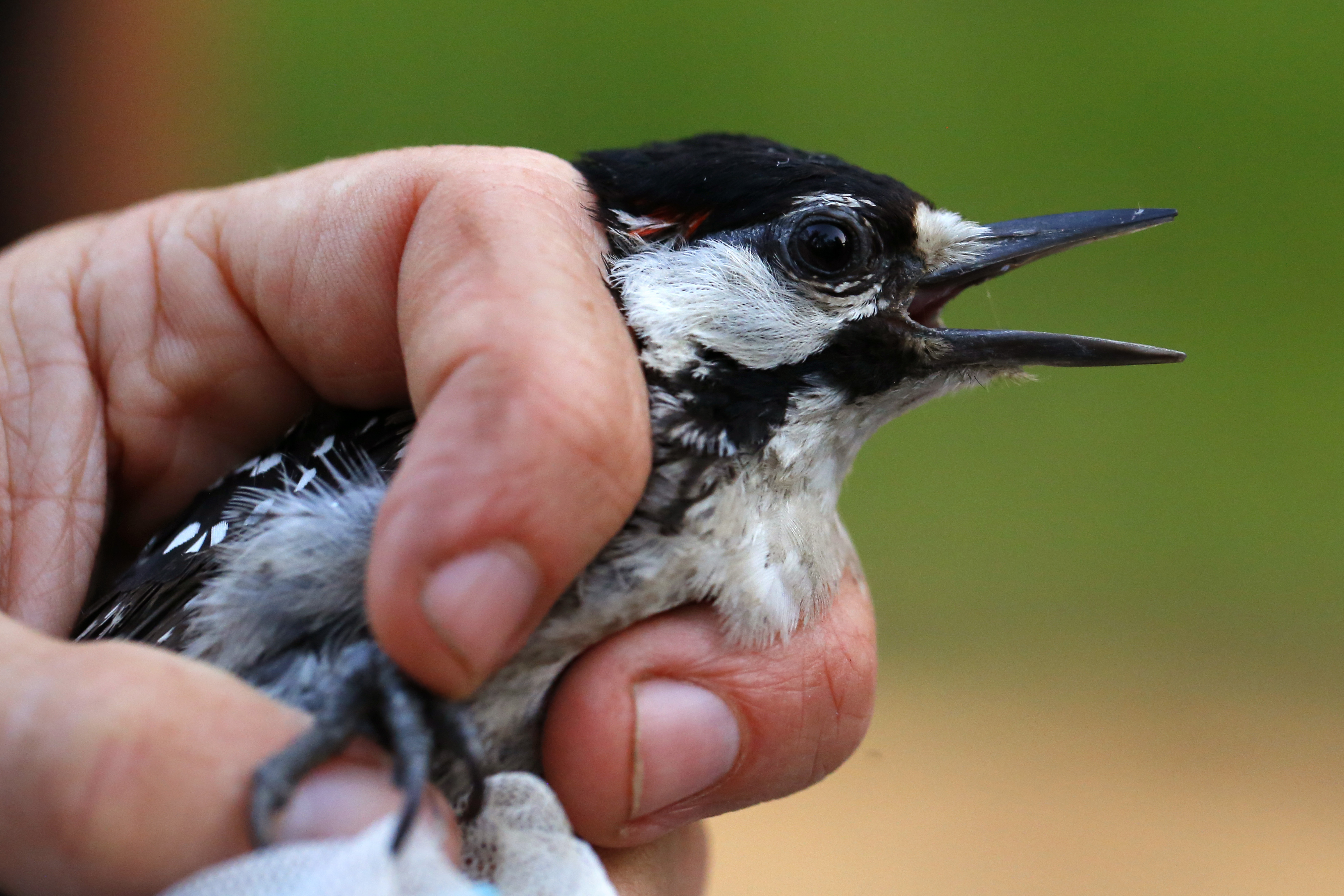 A red-cockaded woodpecker is held by a biologist collecting data on the species at Fort Bragg in North Carolina.