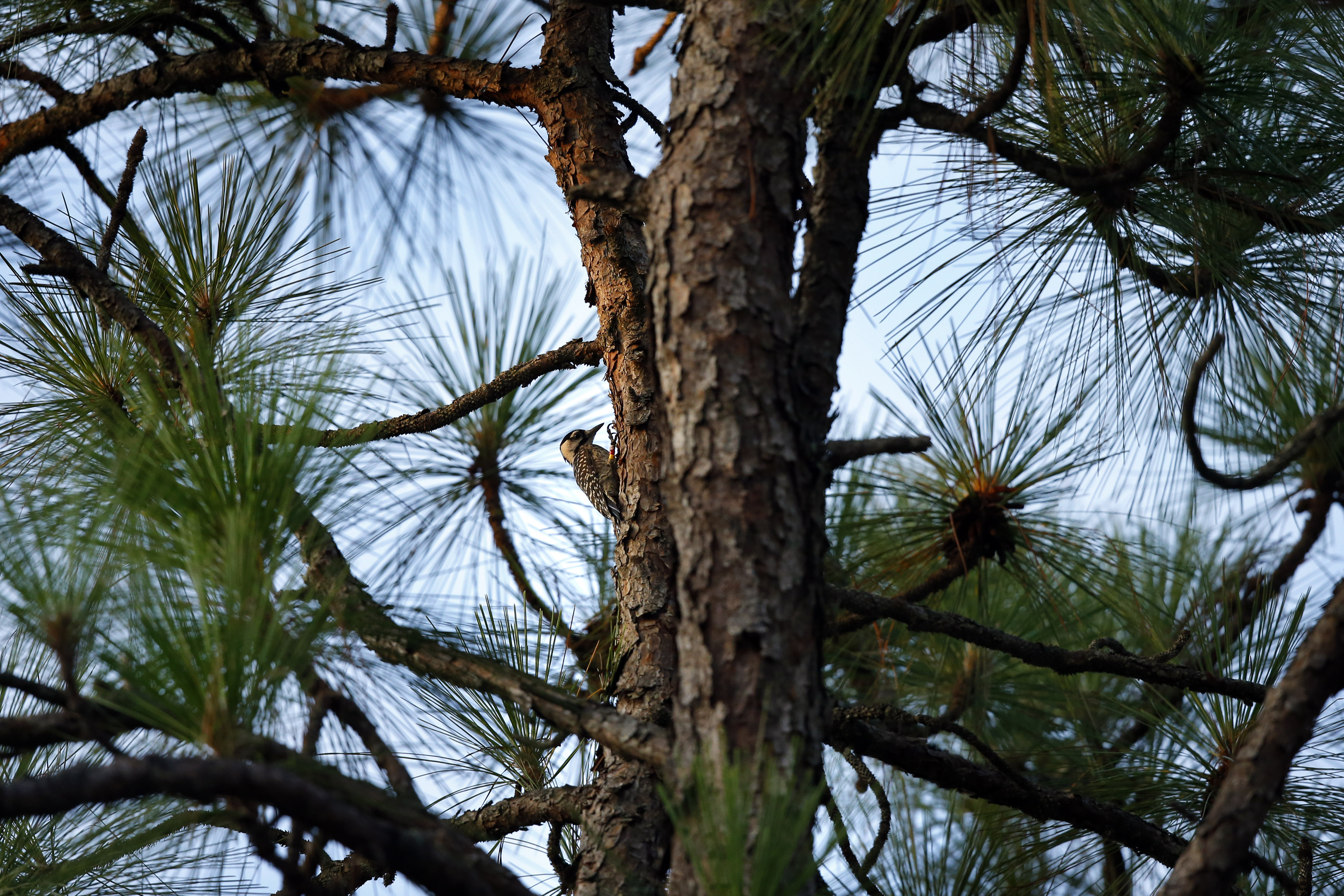 A red-cockaded woodpecker is seen on a long leaf pine at Fort Bragg in North Carolina.